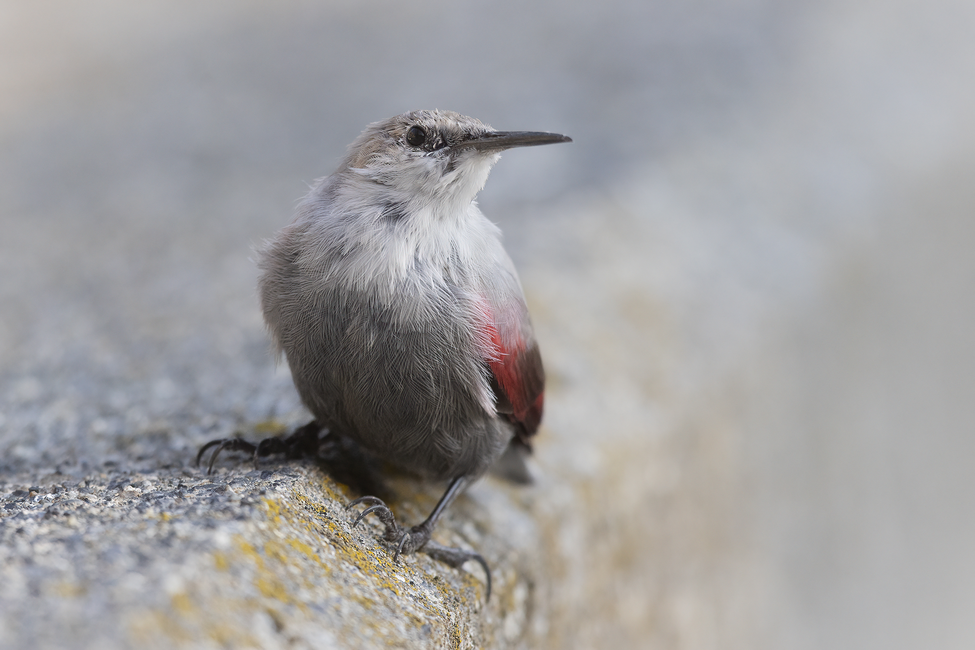 un picchio muraiolo per amico
