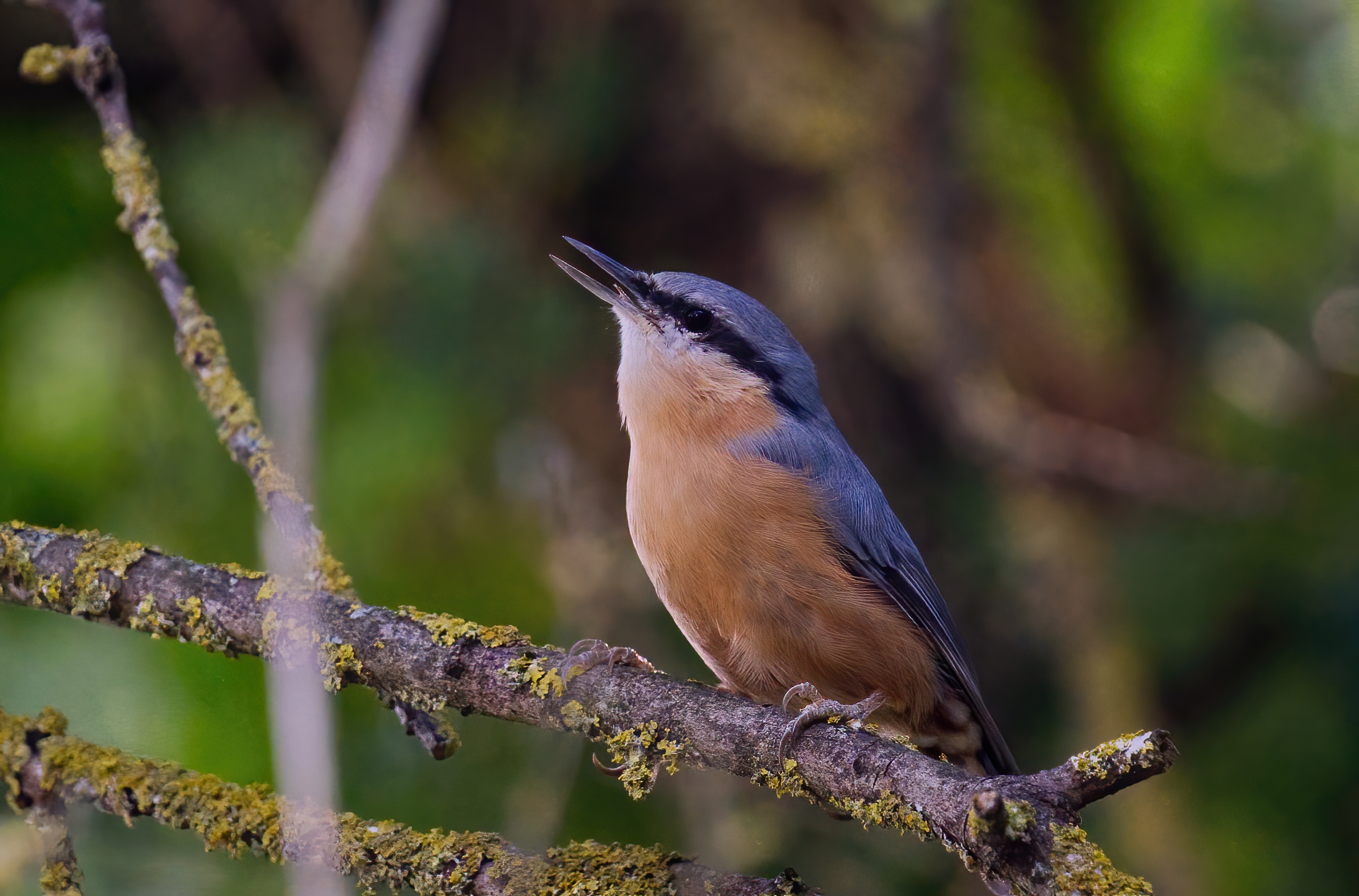 Picchio muratore canterino