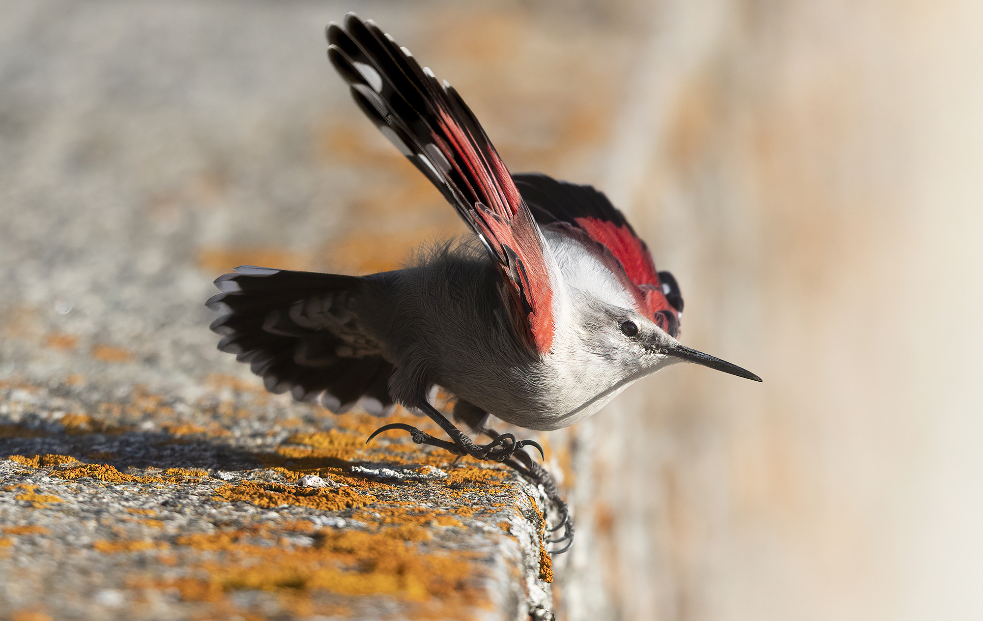 Il tuffo del picchio muraiolo
