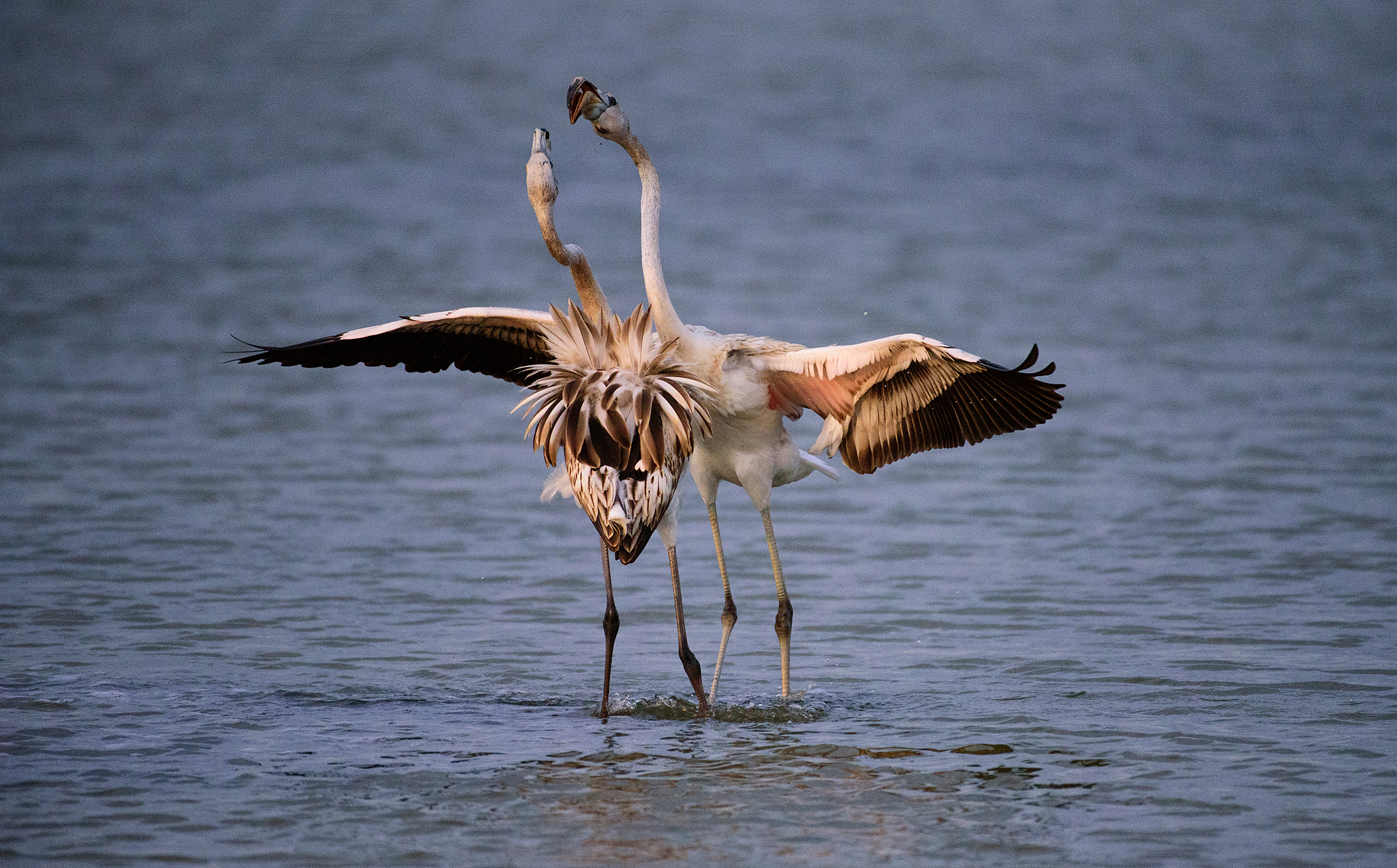 Squabble in the light of sunset (Pink Flamingos