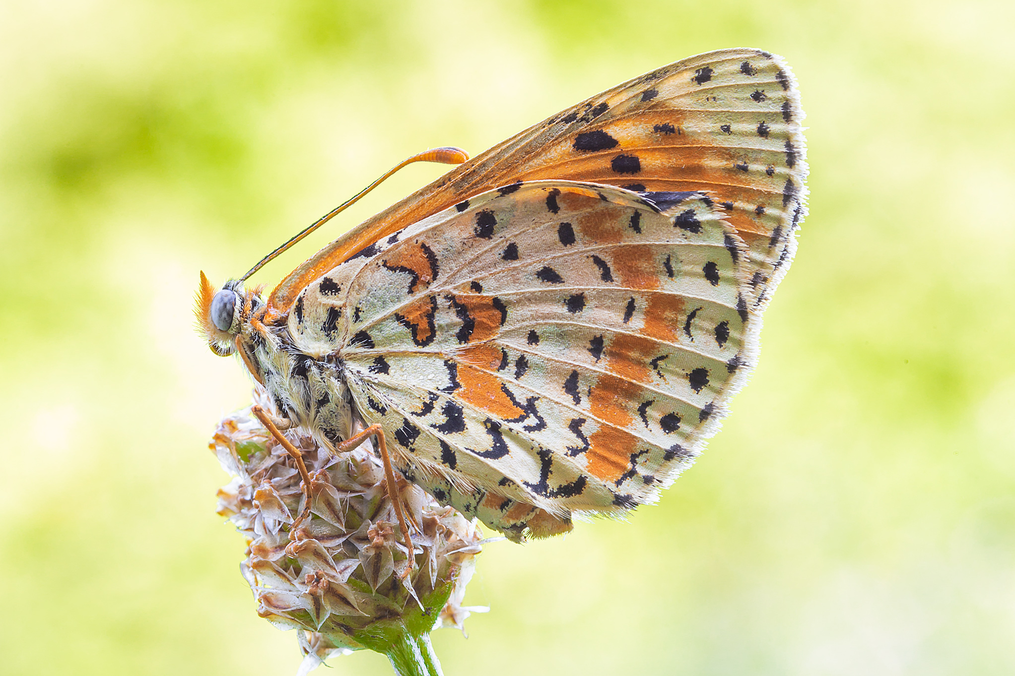 Melitaea in posa