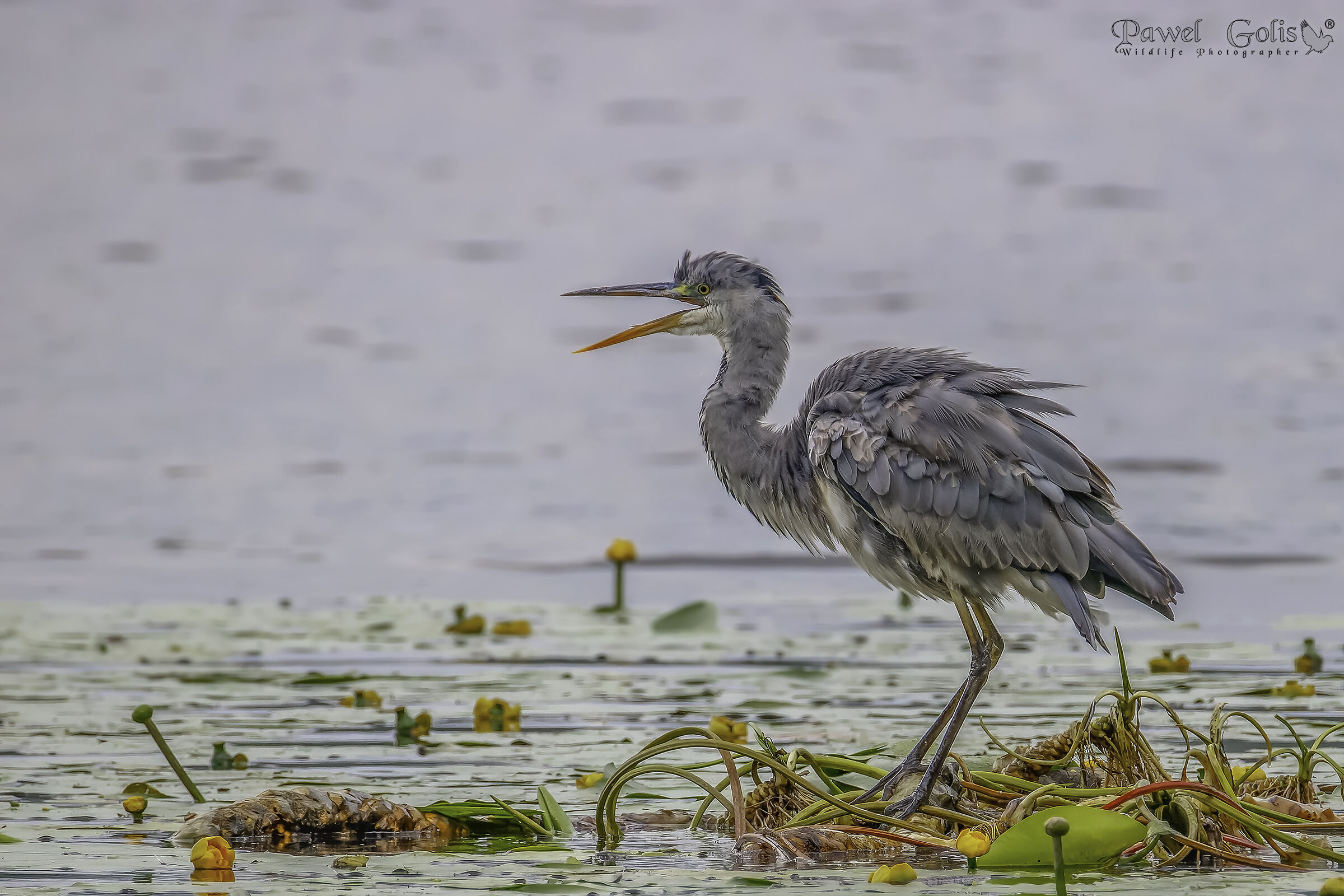 Airone grigio (Ardea cinerea)