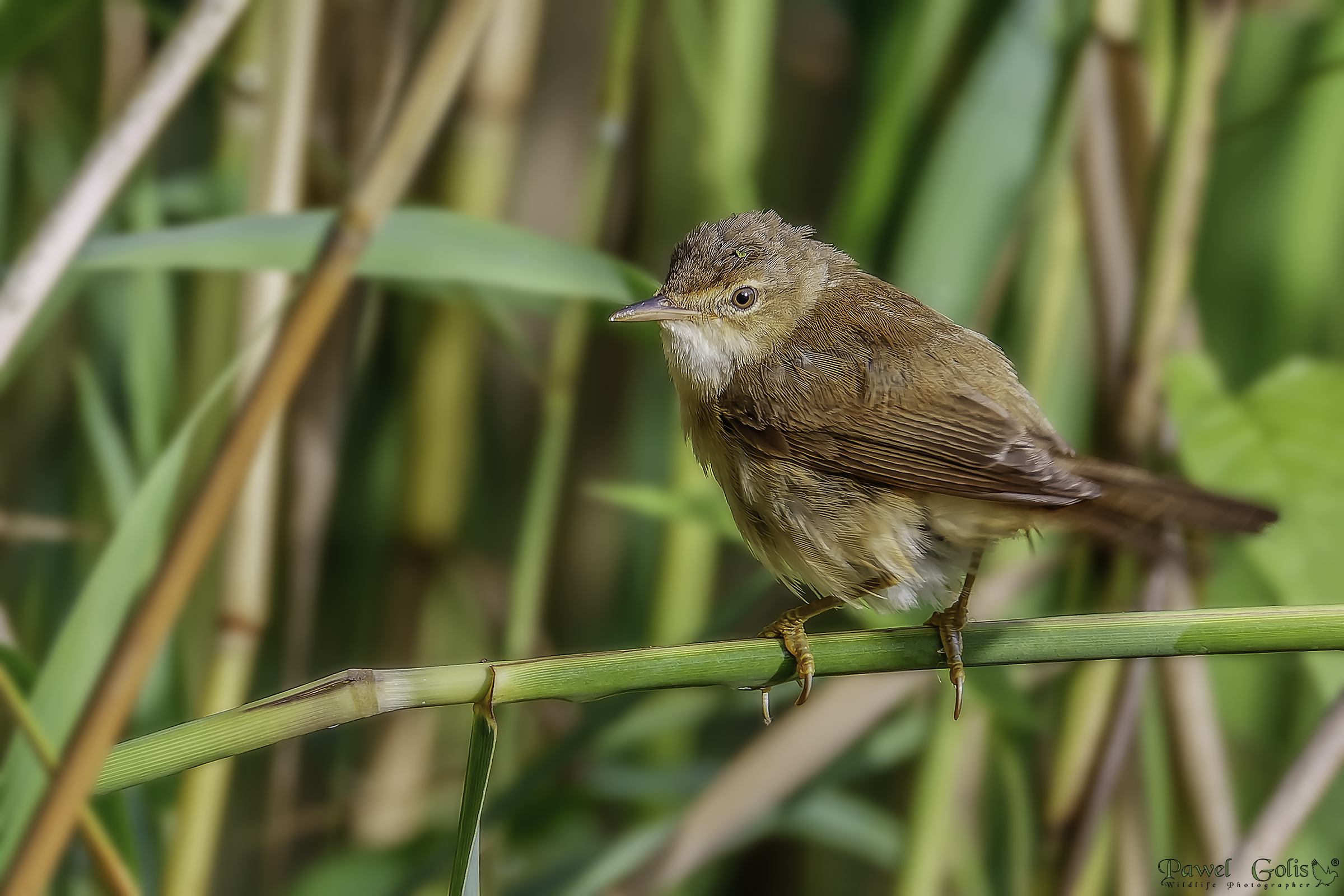 Grande cannaiola (Acrocephalus arundinaceus)