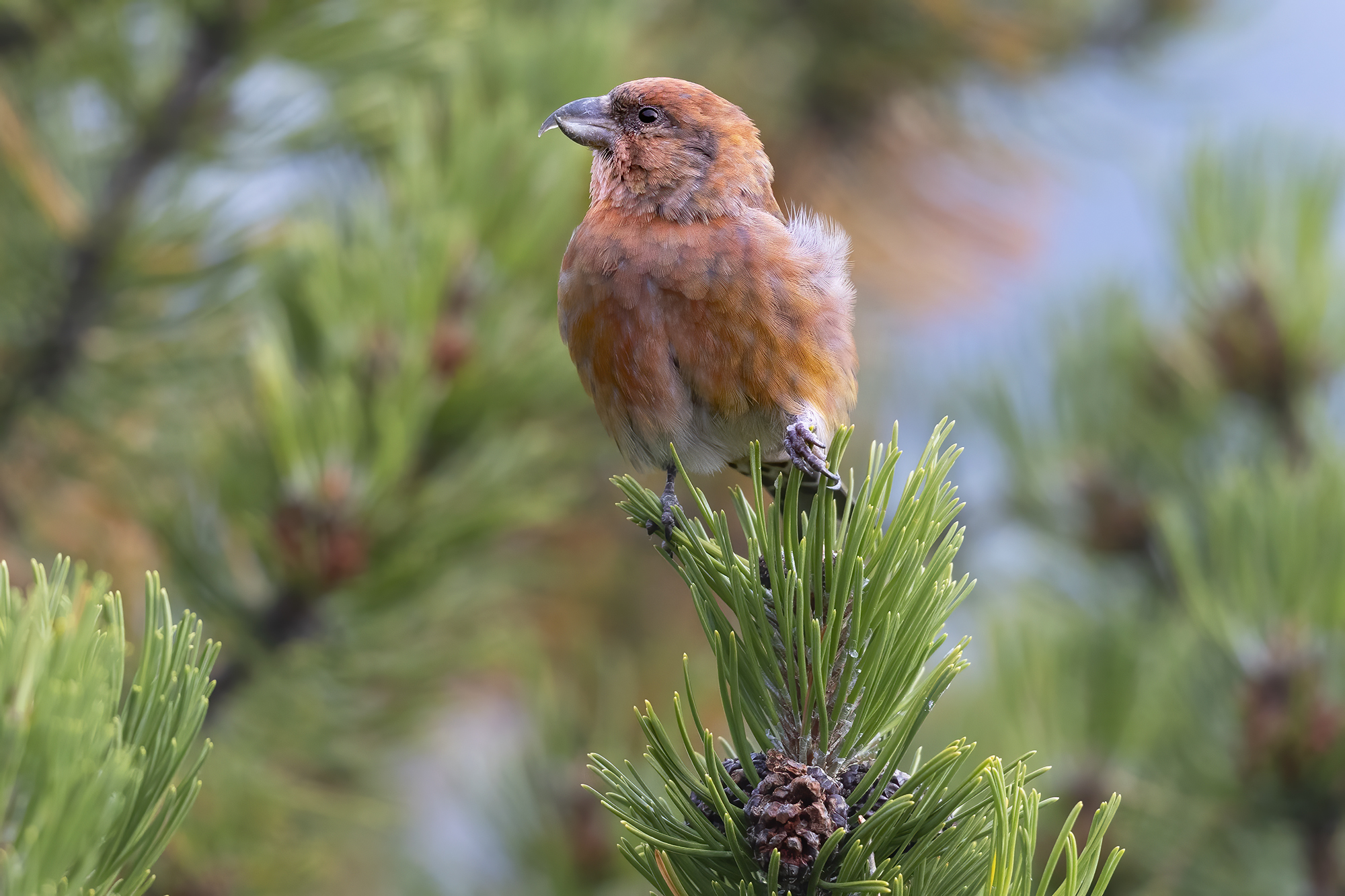 crociere rosso re di Cancano