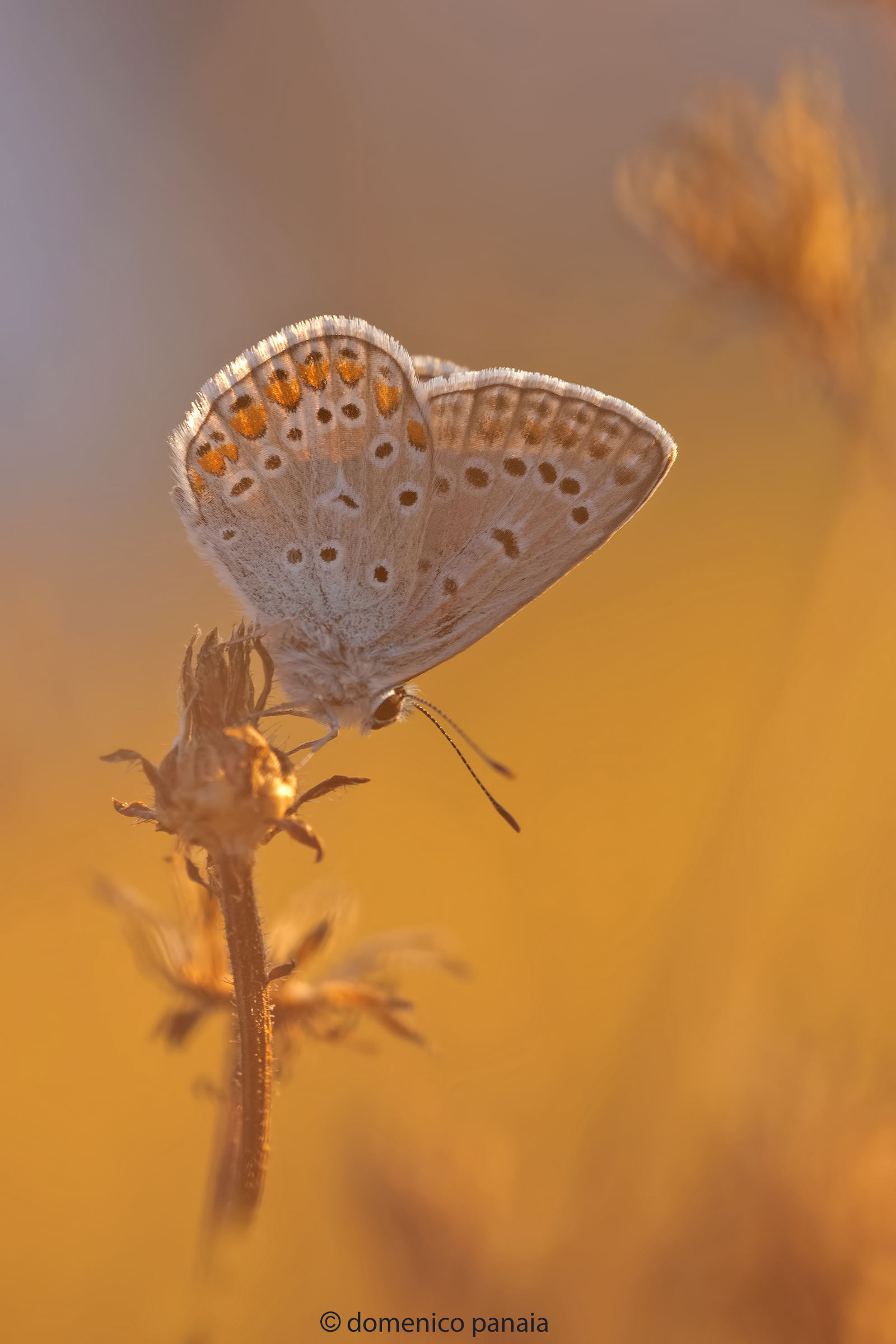 polyommatus icarus