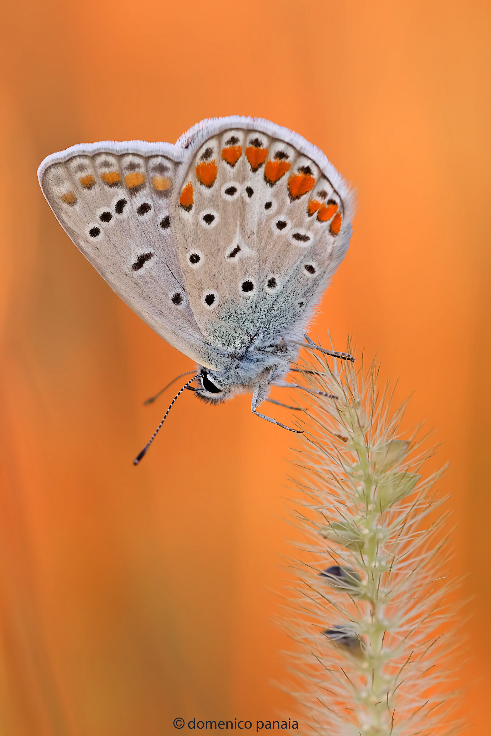 polyommatus icarus