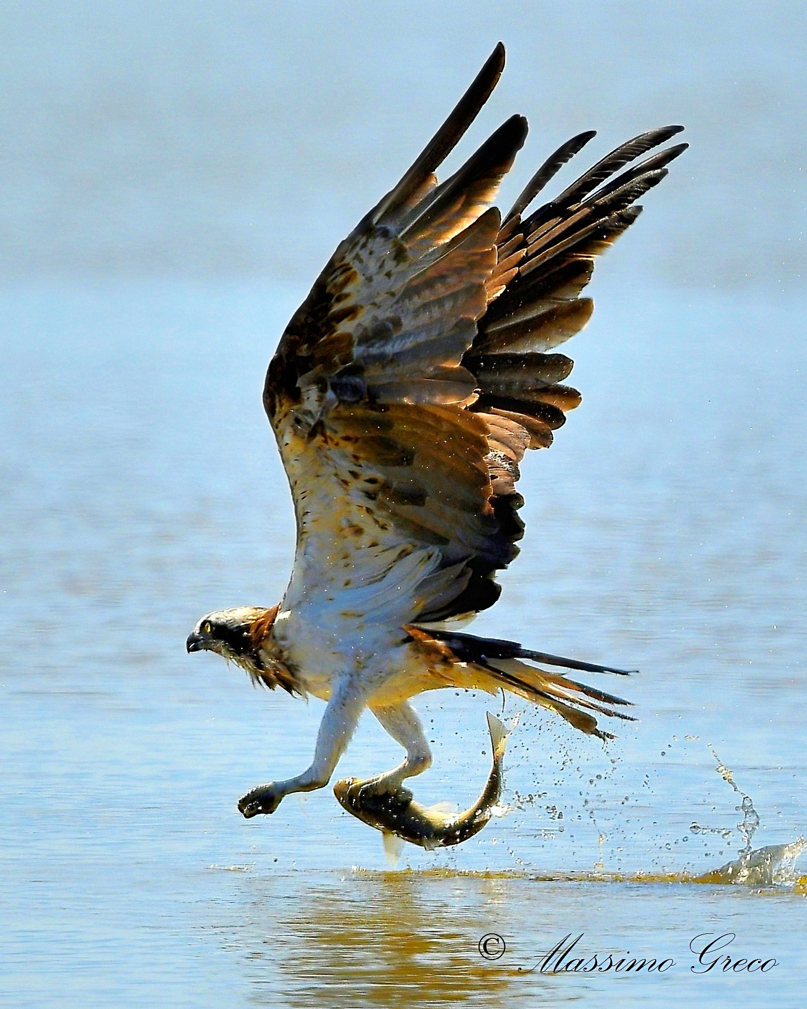 Osprey (Pandion haliaetus)