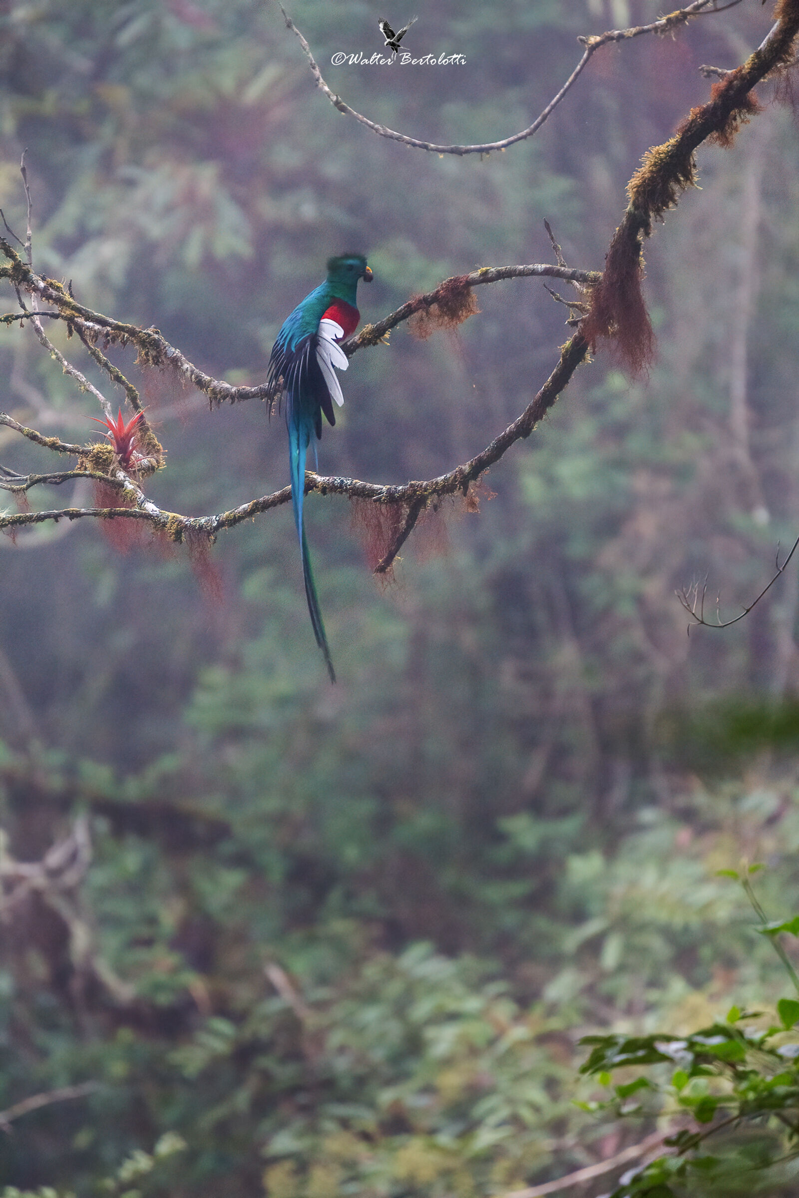 resplendent quetzal in the fog