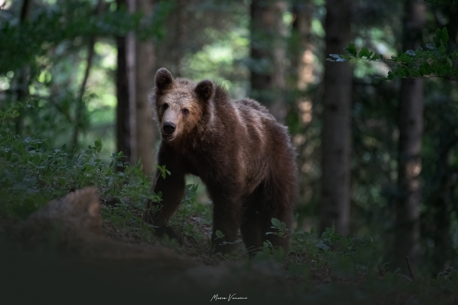 Brown bear