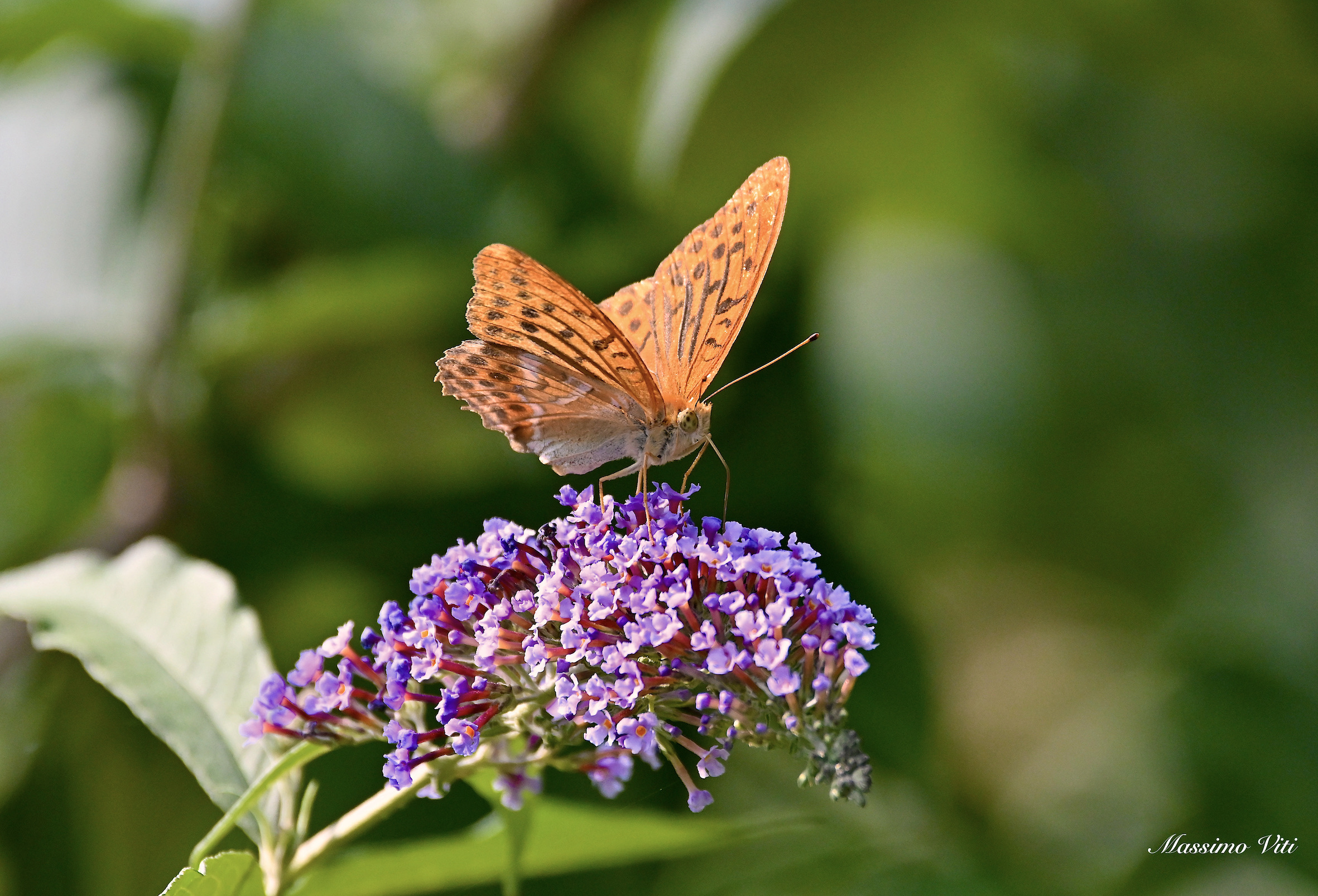 Argynnis paphia