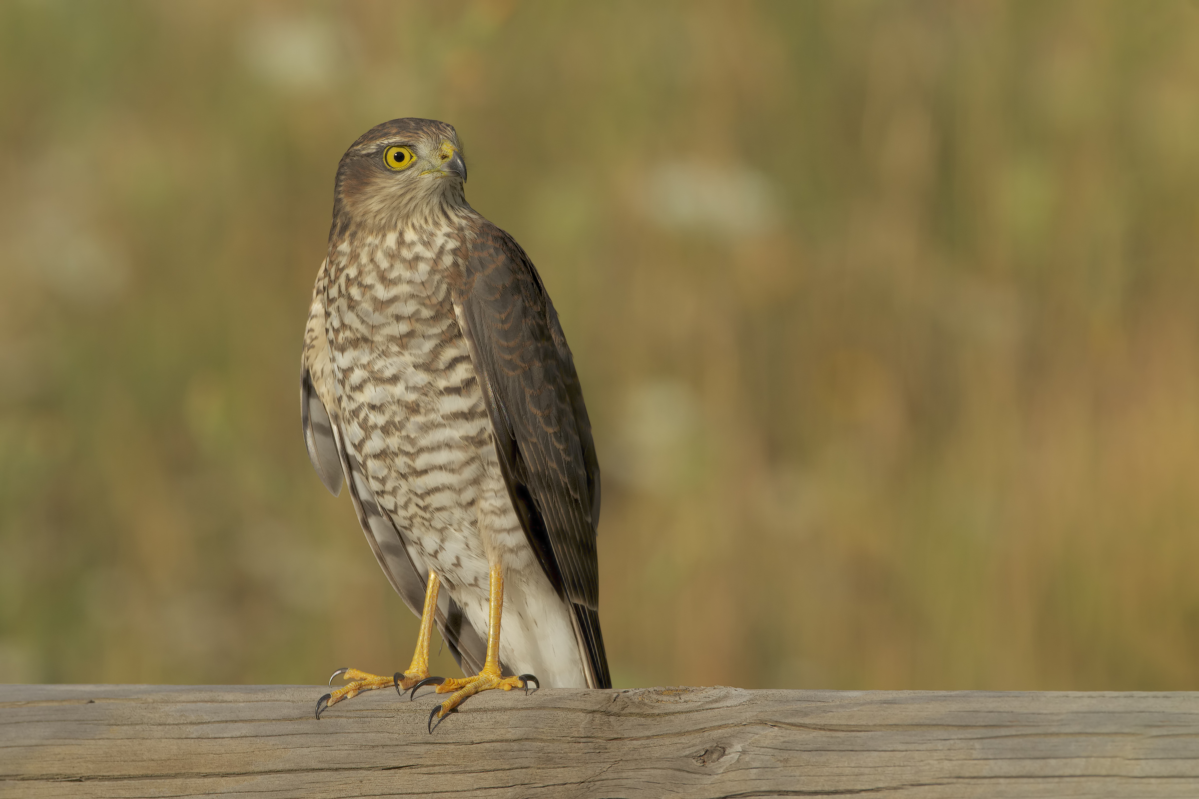 Sparrowhawk