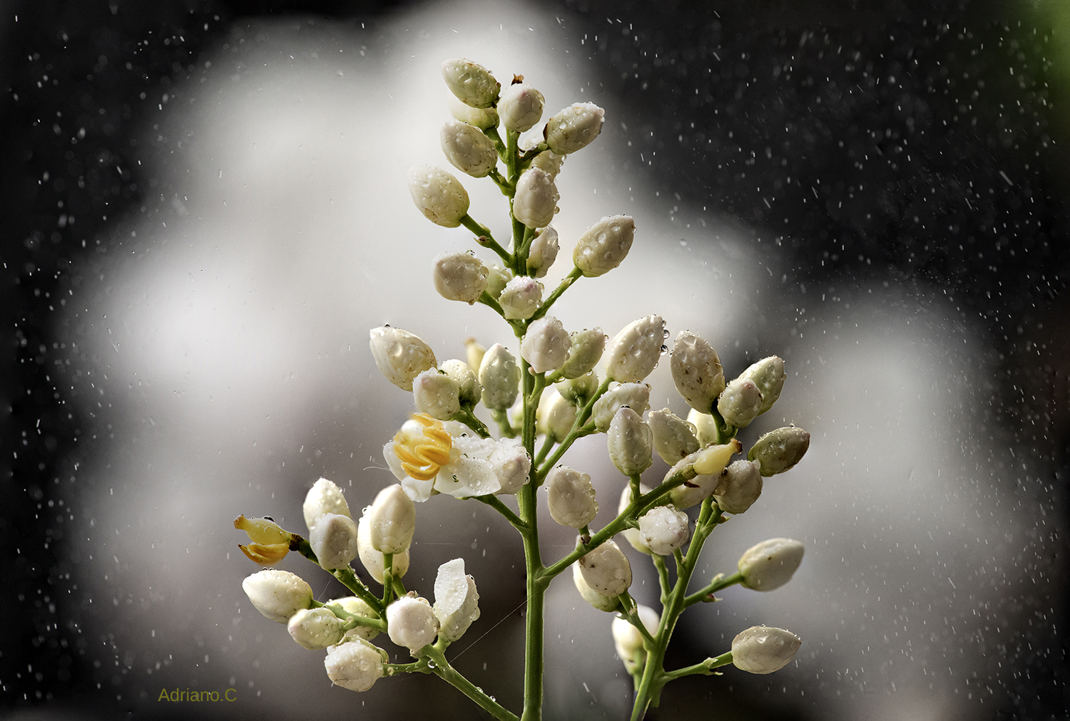 Fiorellini dei sempreverdi.