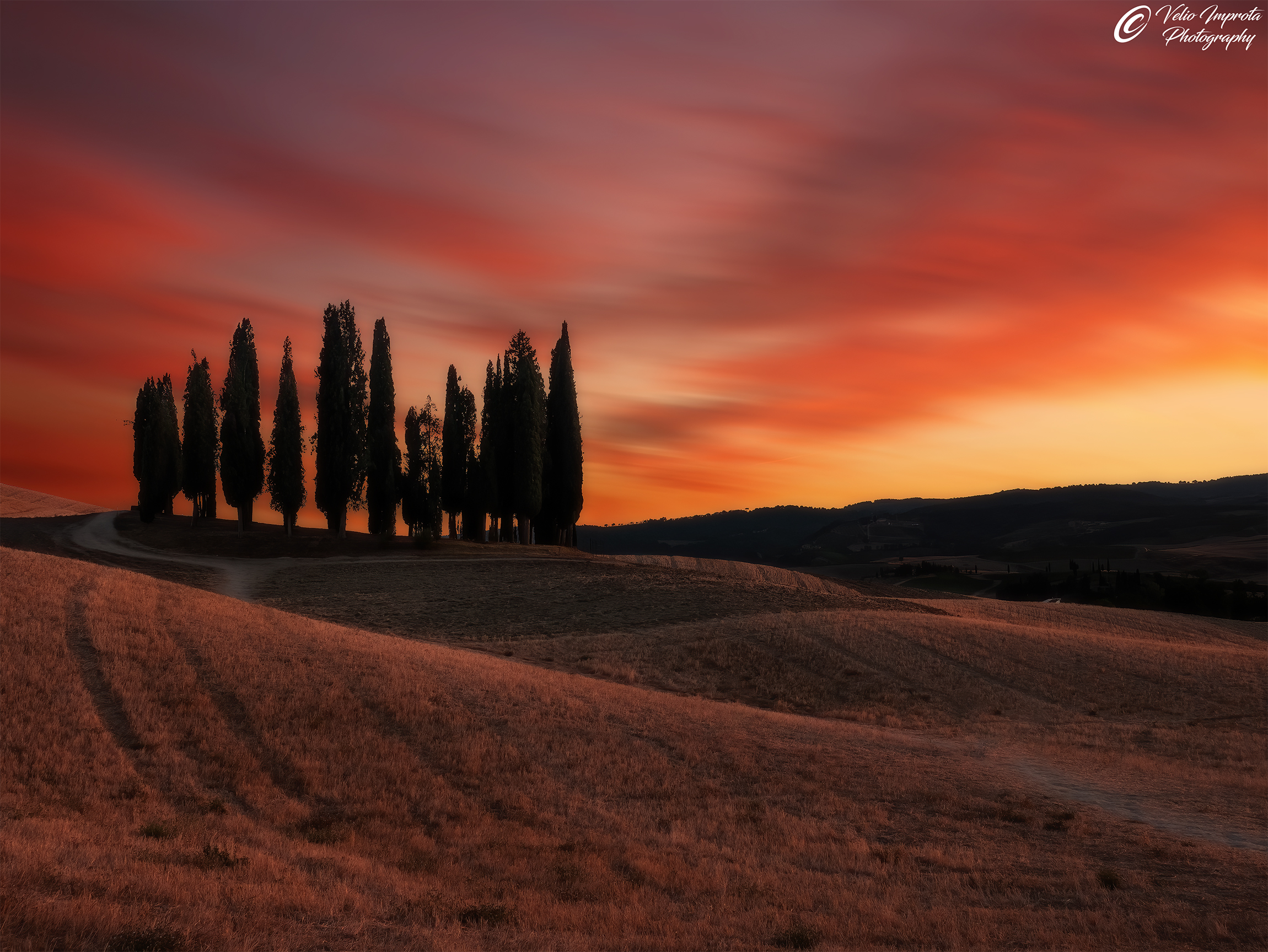 Cypresses at sunset red