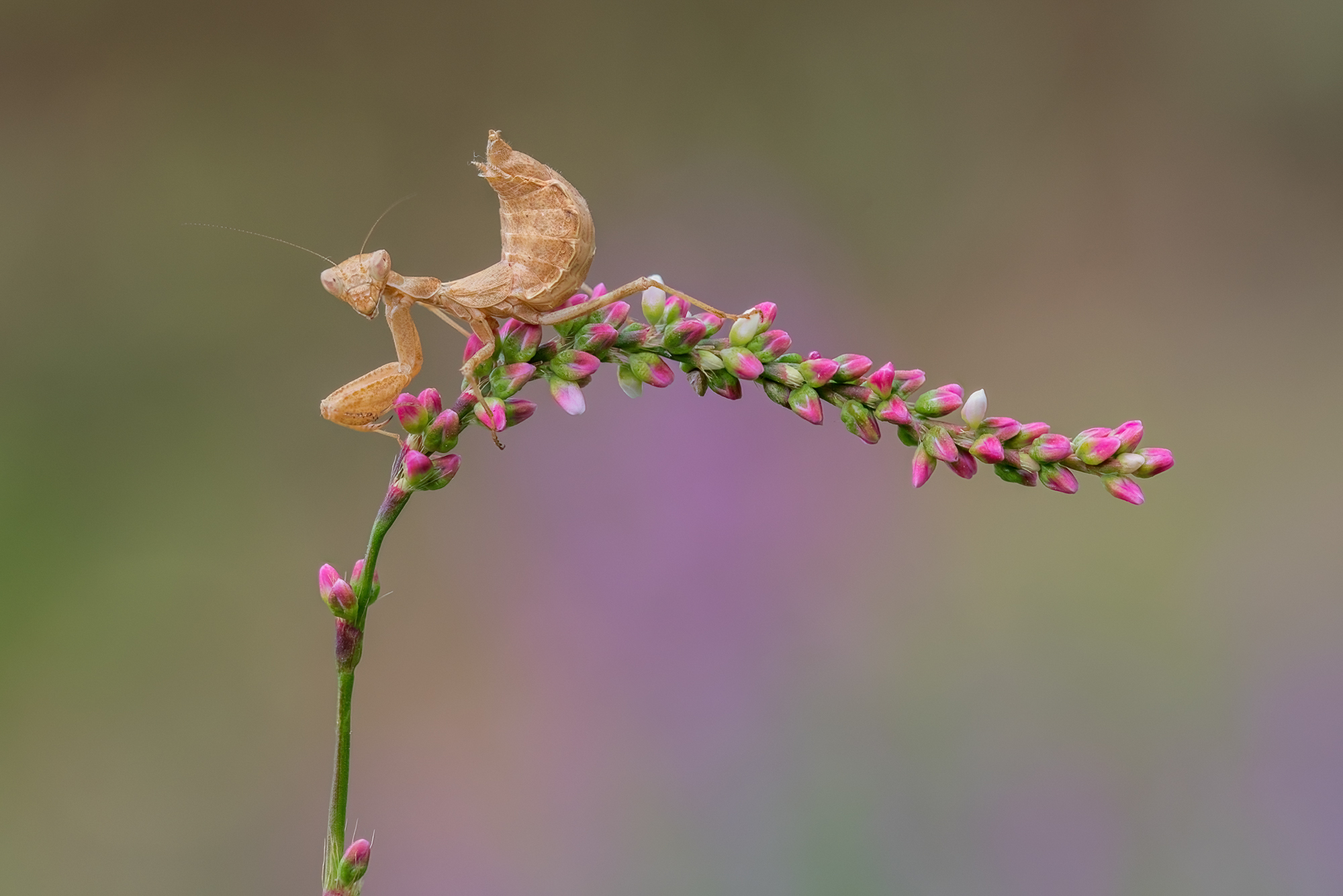 Ameles spallanzania(Rossi, 1792)
