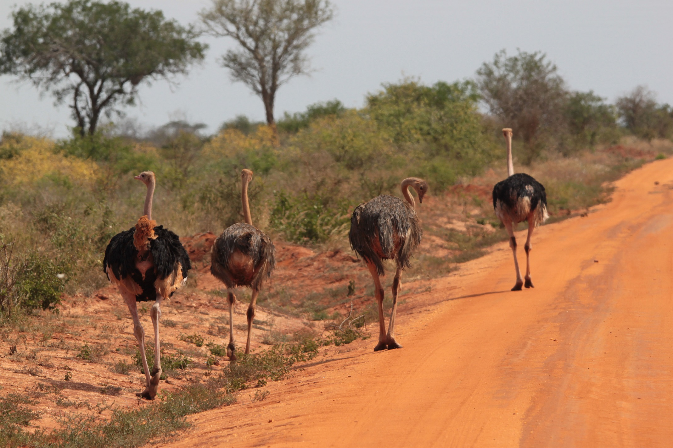 Scusate le spalle....