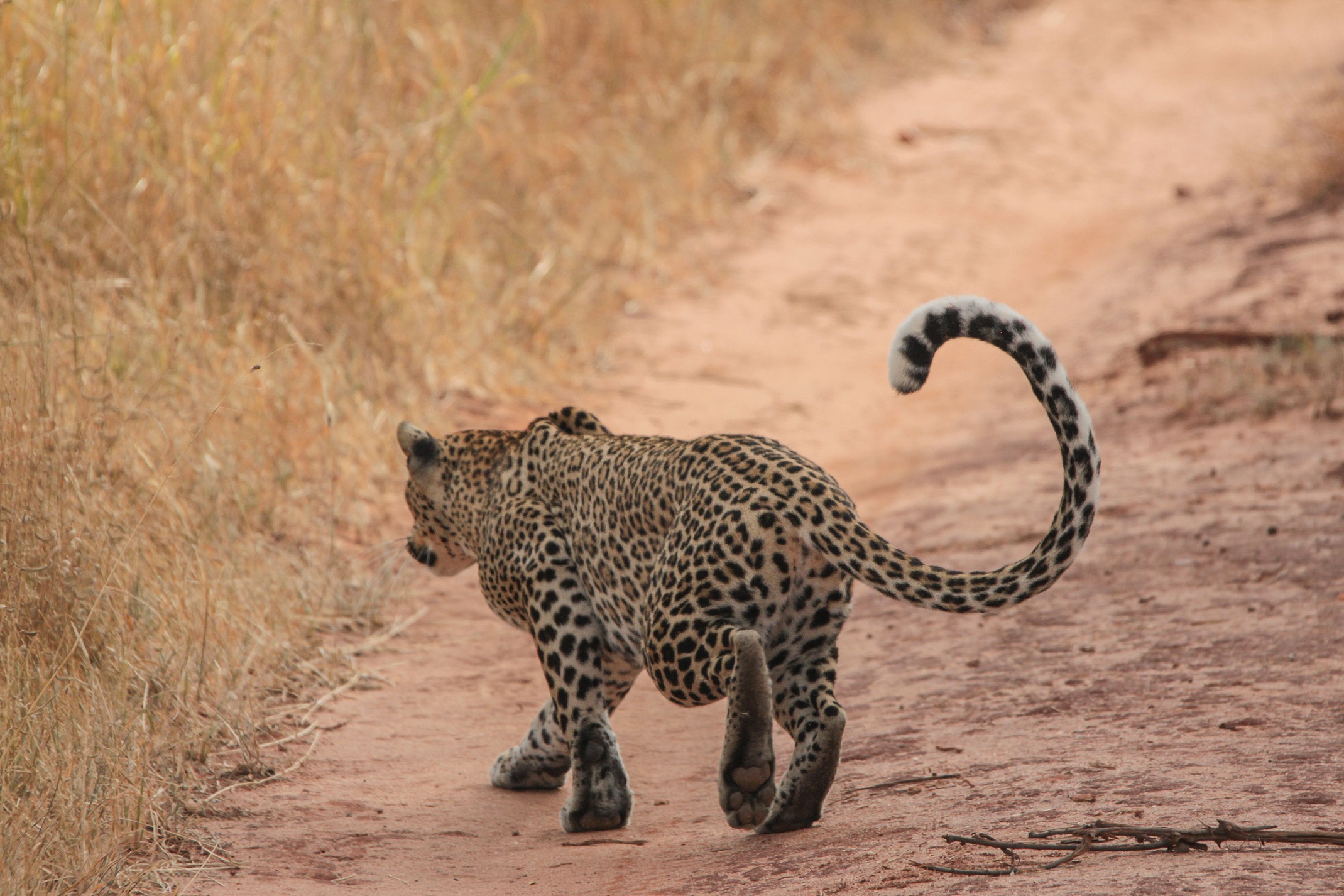 Con passo felpato...