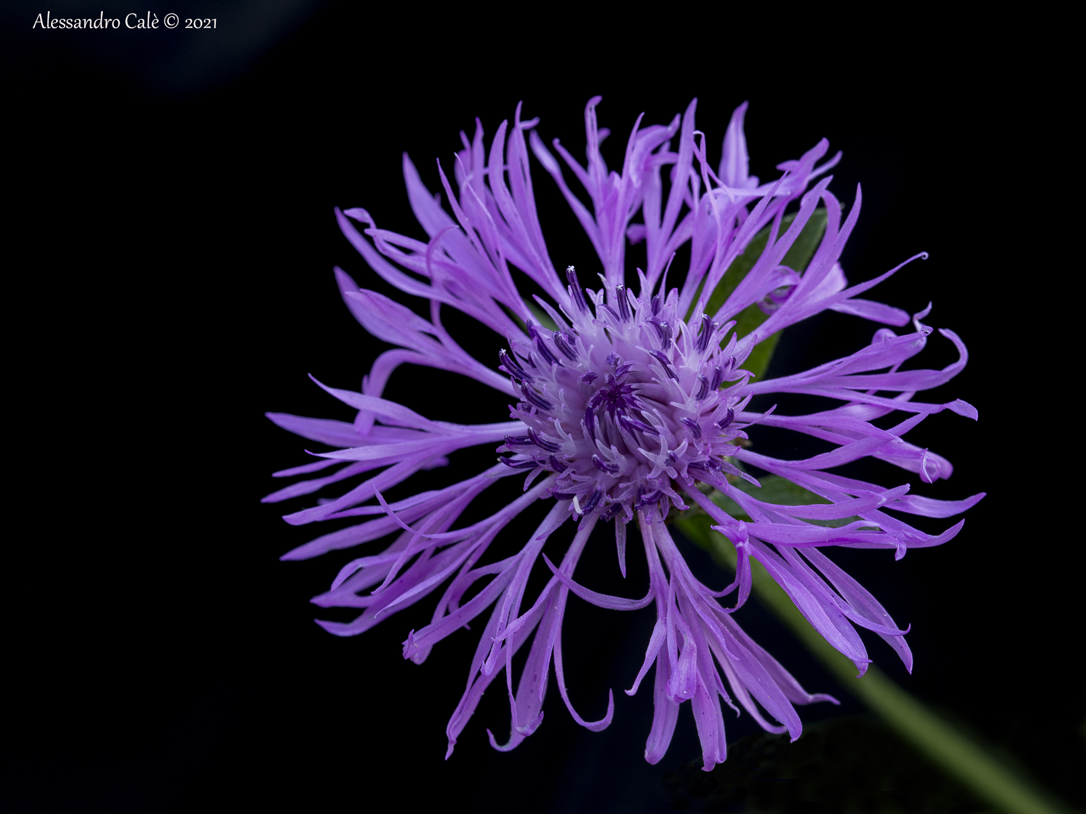 Centaurea (Cornflower) 5026