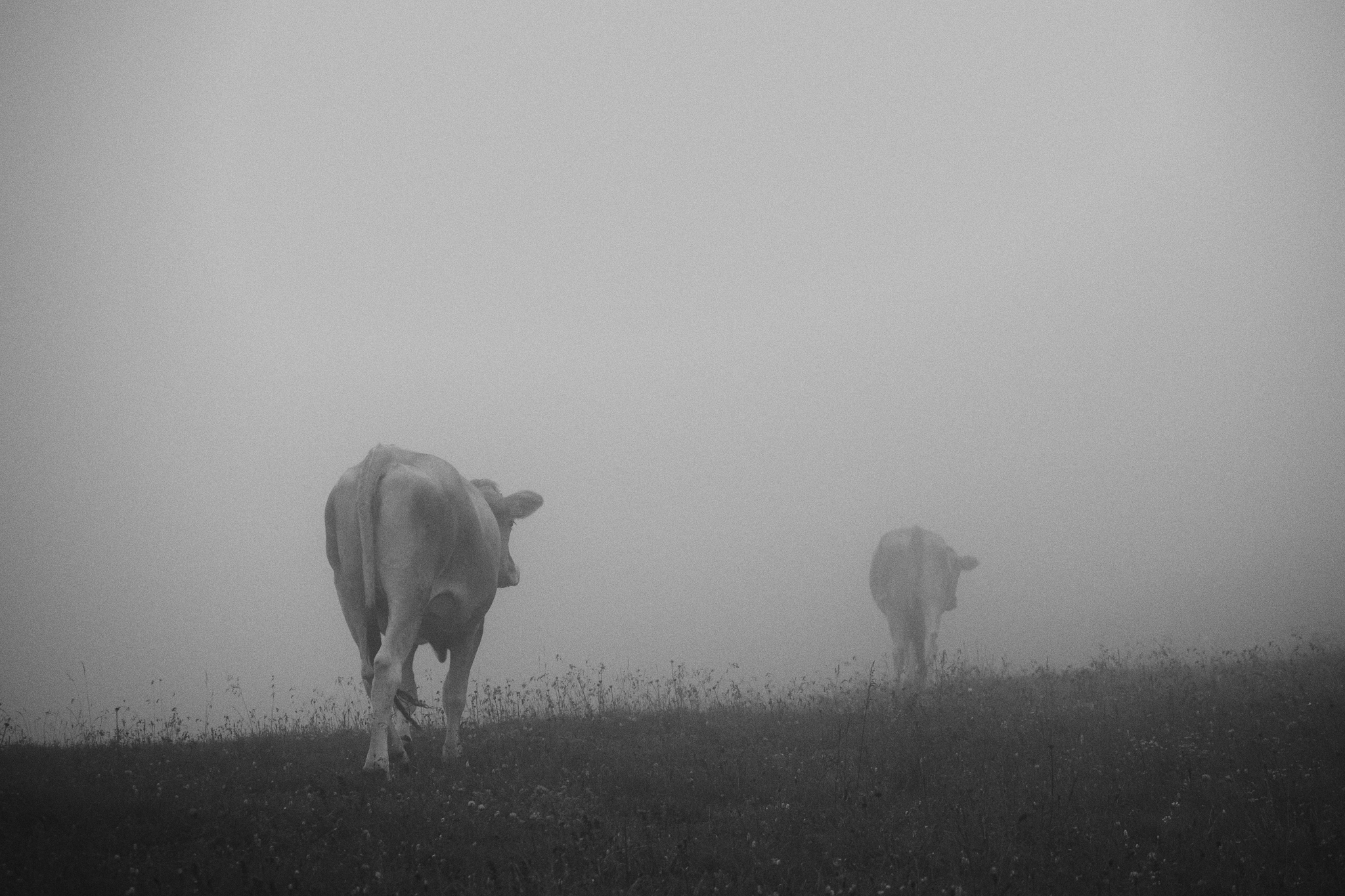 Mucche nella nebbia