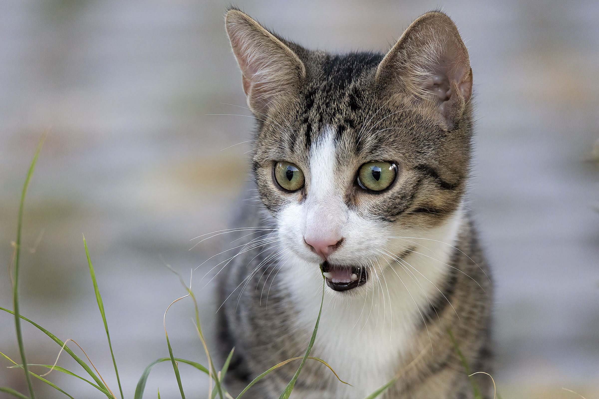 Il nuovo vicino di casa