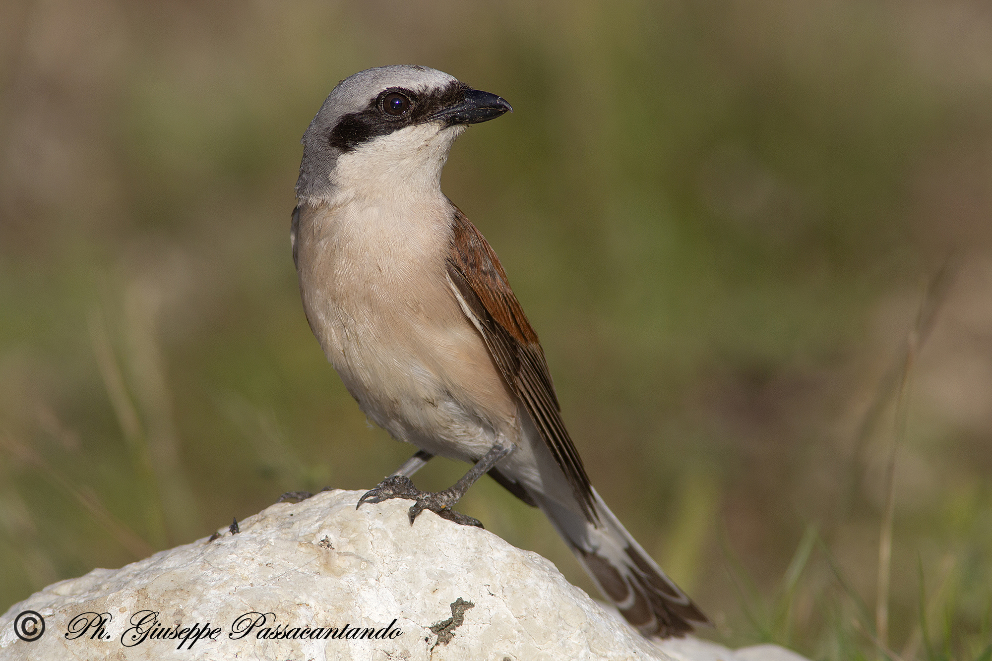 averla piccola maschio