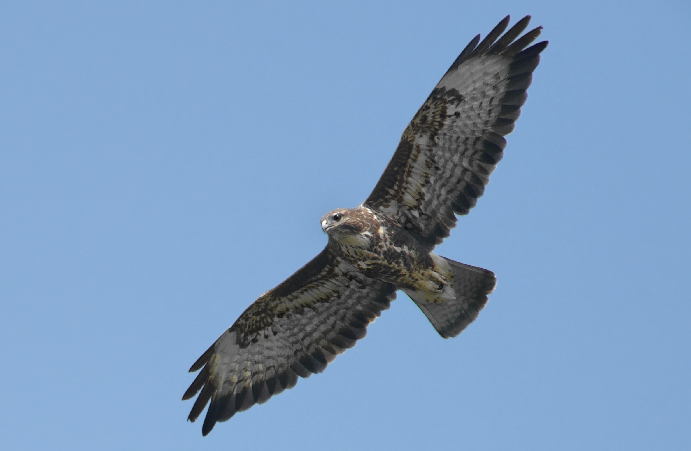 Buzzard