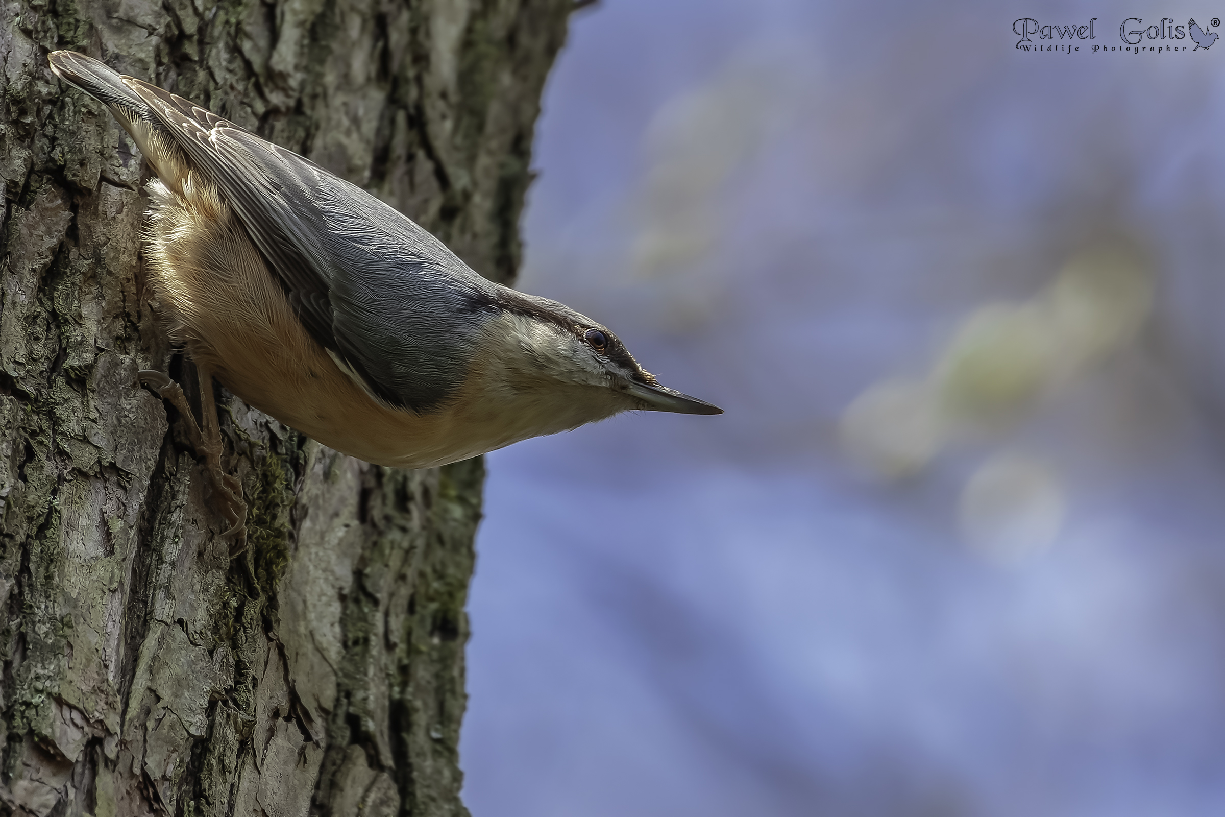 Nuthatch (Sitta europaea)