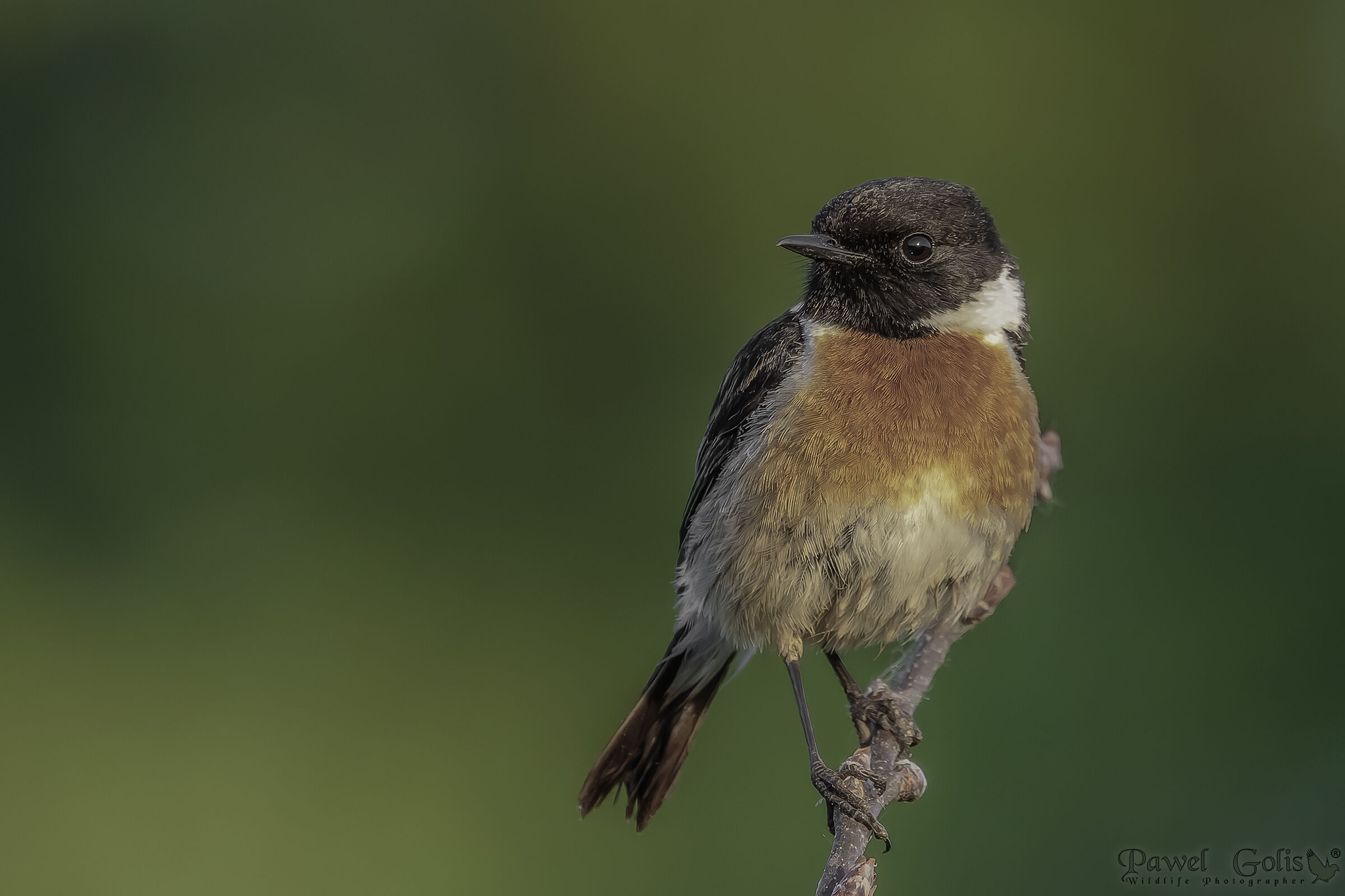 Stonechat europeo (Saxicola rubicola)