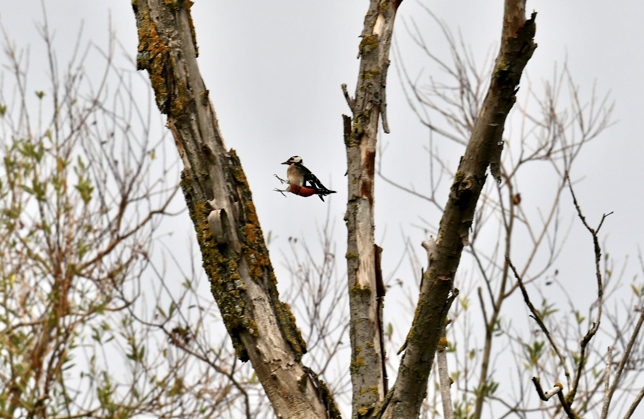 Greater red woodpecker... on the fly...