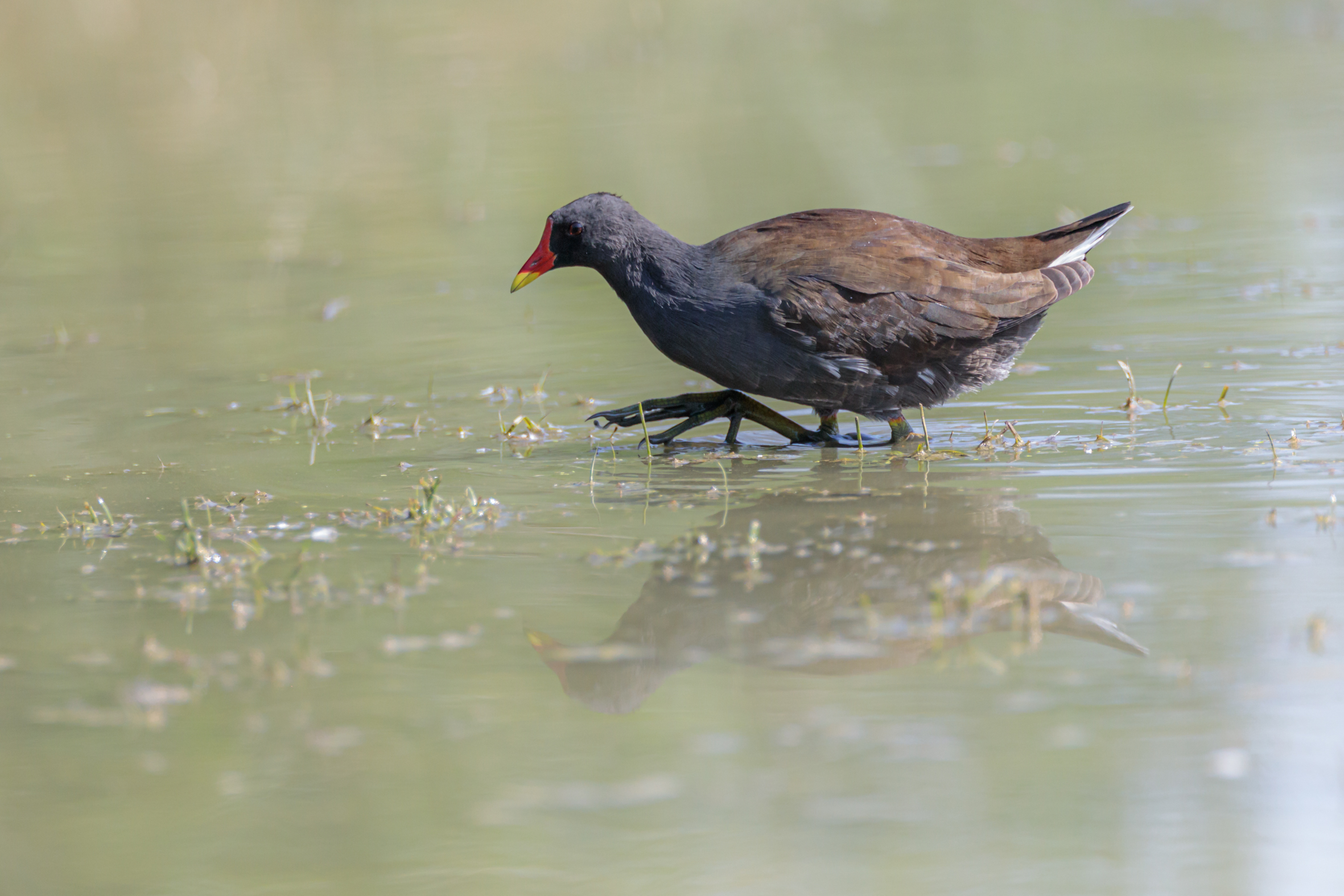 Moorhen