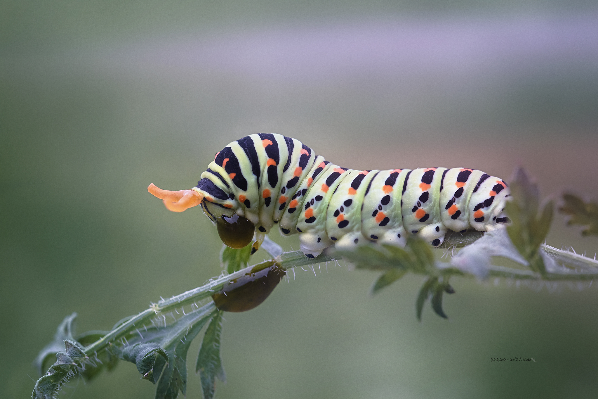 Papilio machaon