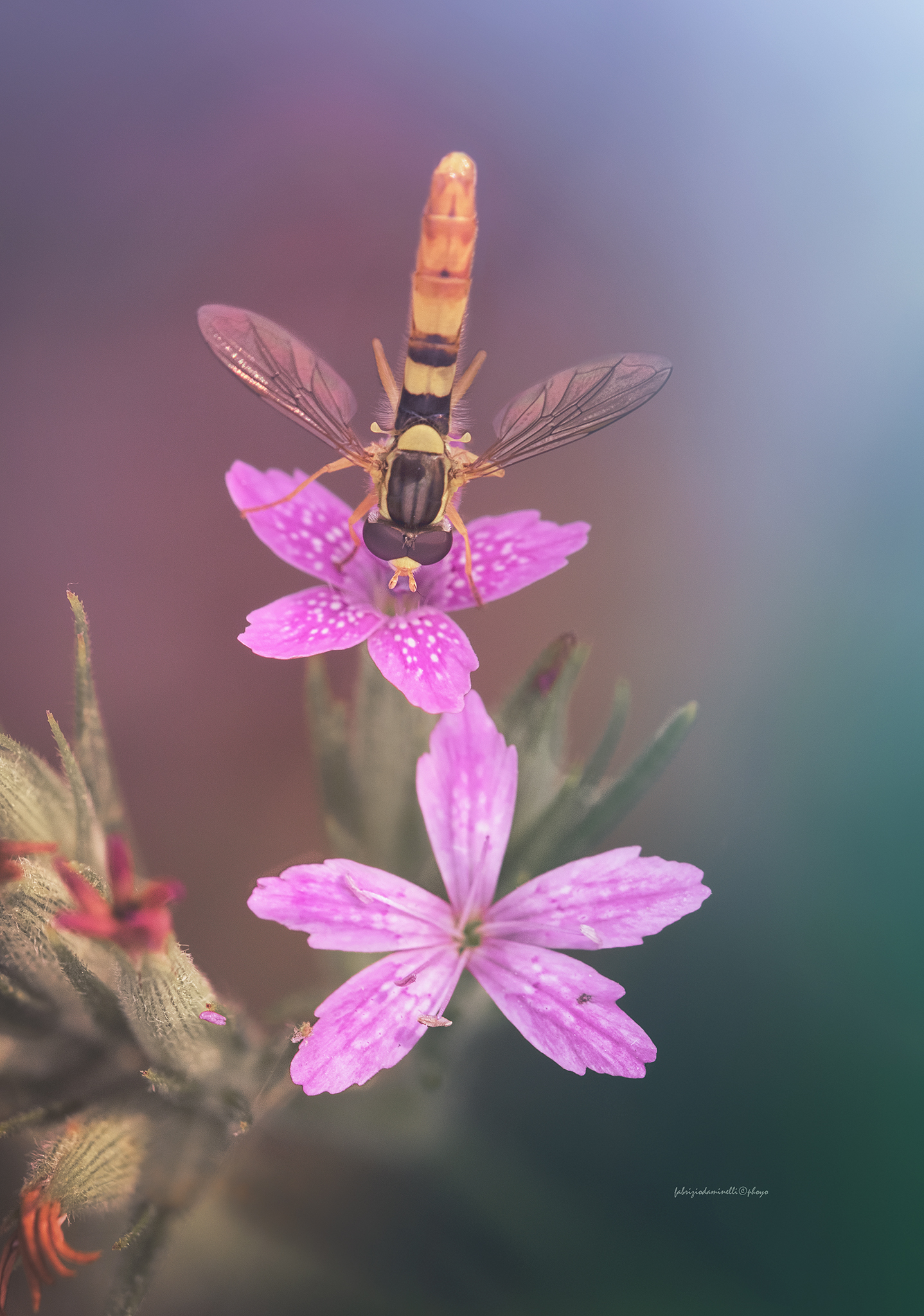 Sphaerophoria scripta