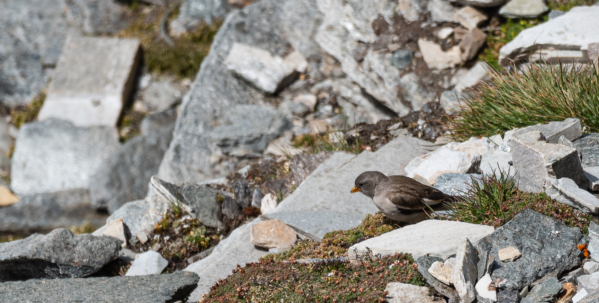 Alpine Chaffinch