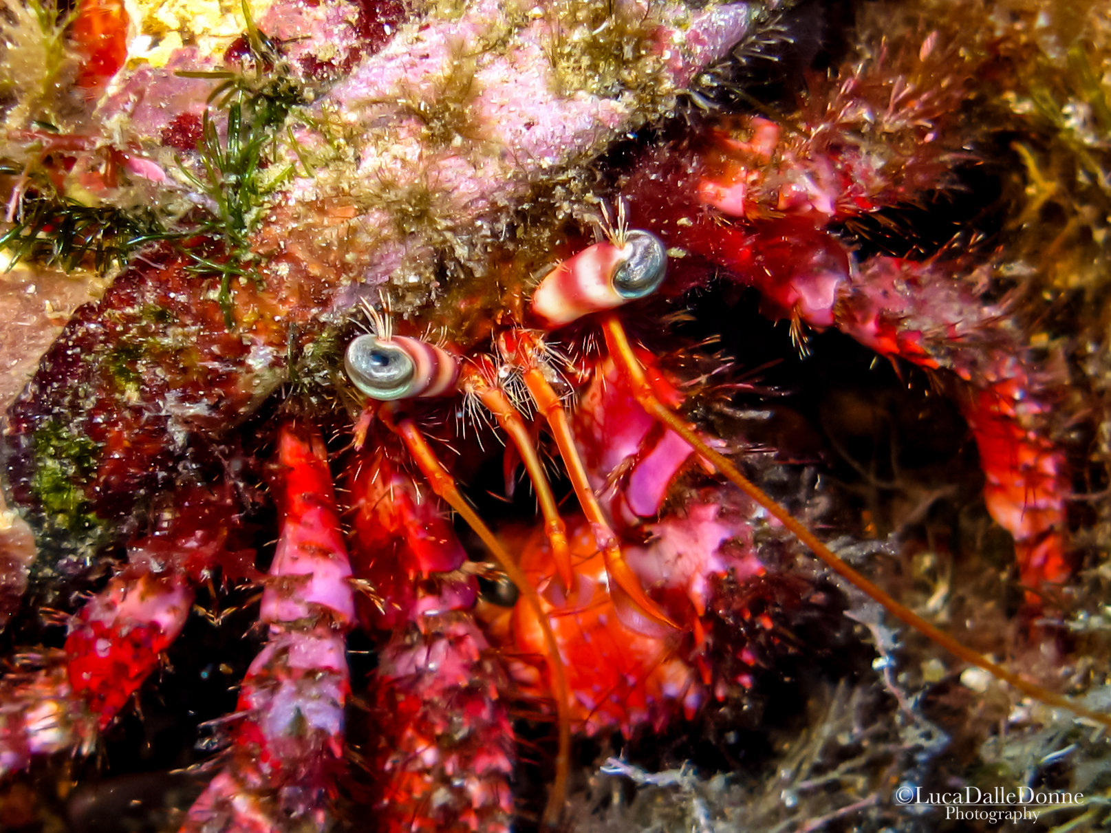 A Hermit Crab in Montecristo