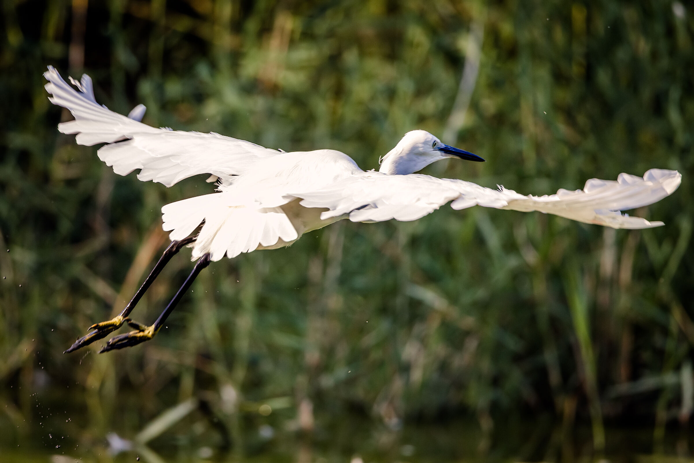 Egretta egret n.1