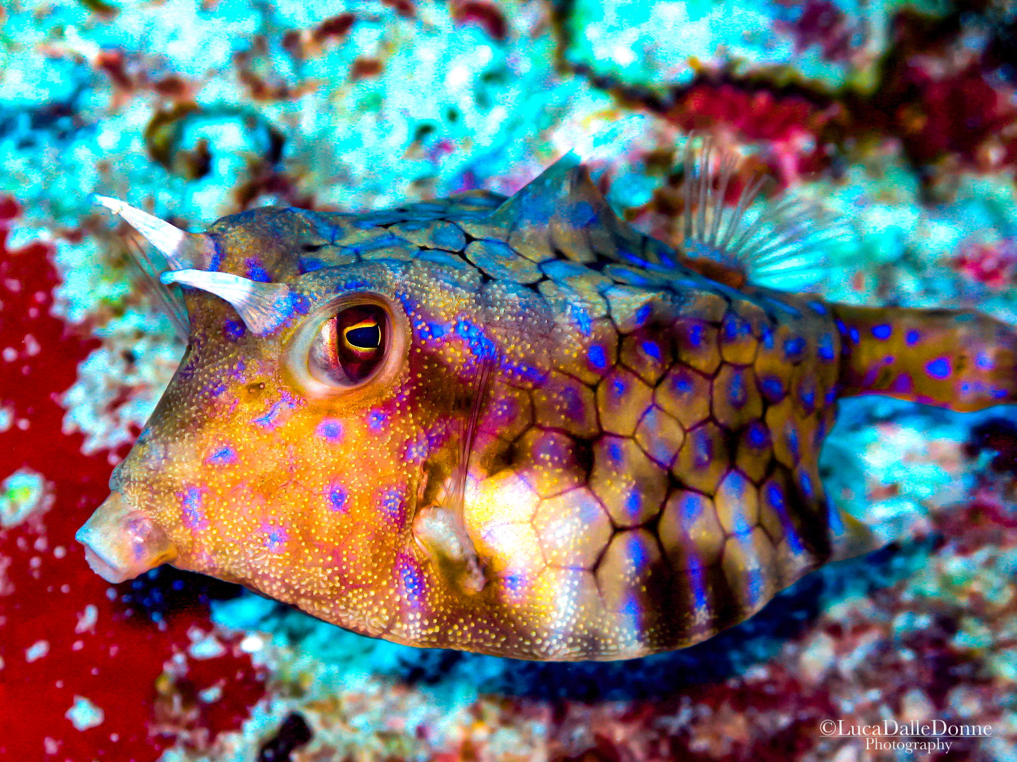 Lactoria Fornasini - Pesce Mucca Spinoso