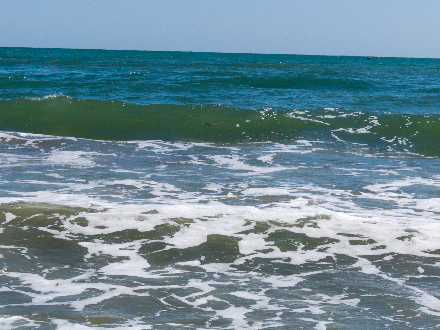 Greenhouse fish on the hunt