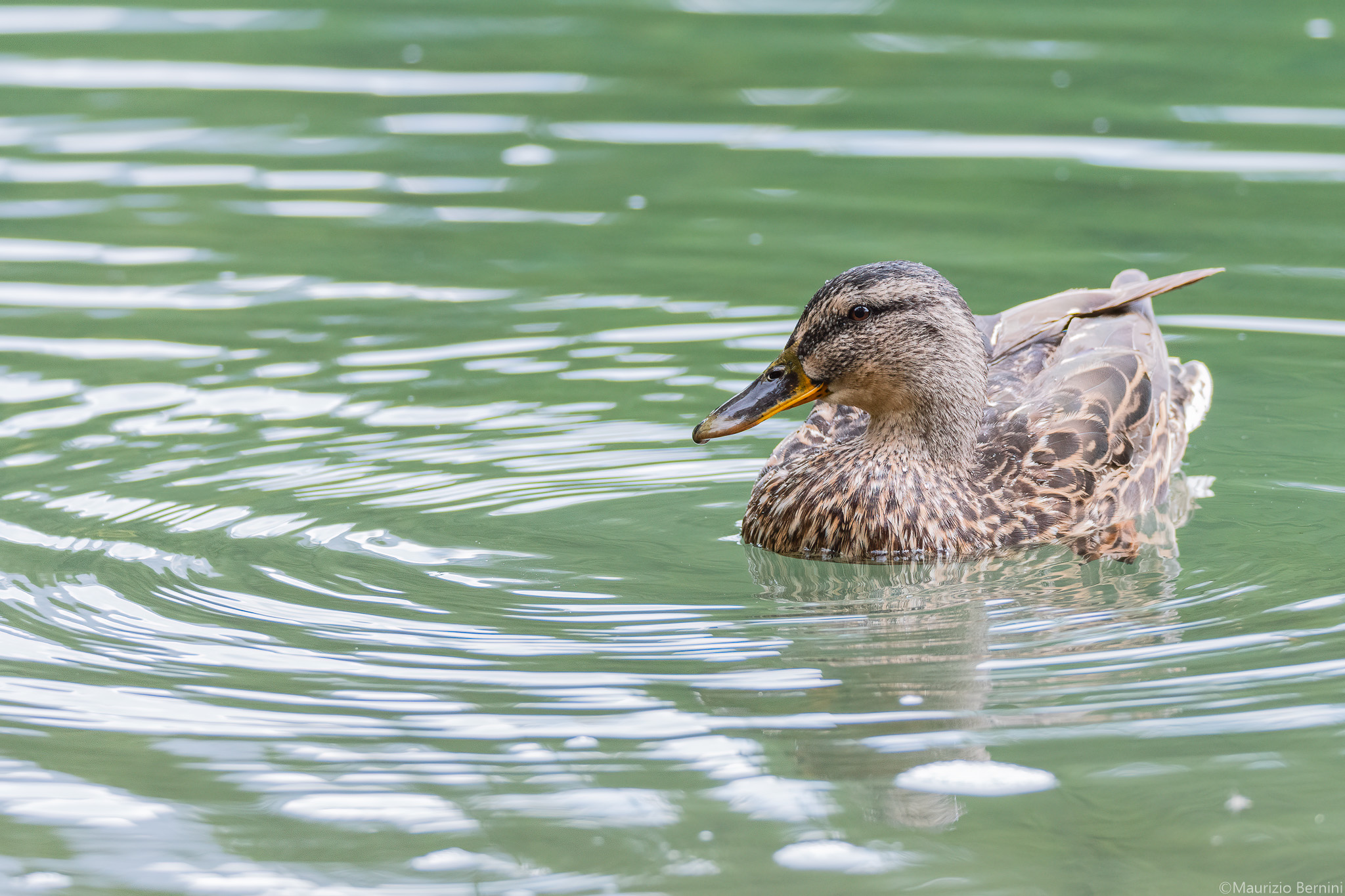 Germano Female - Lago Blu