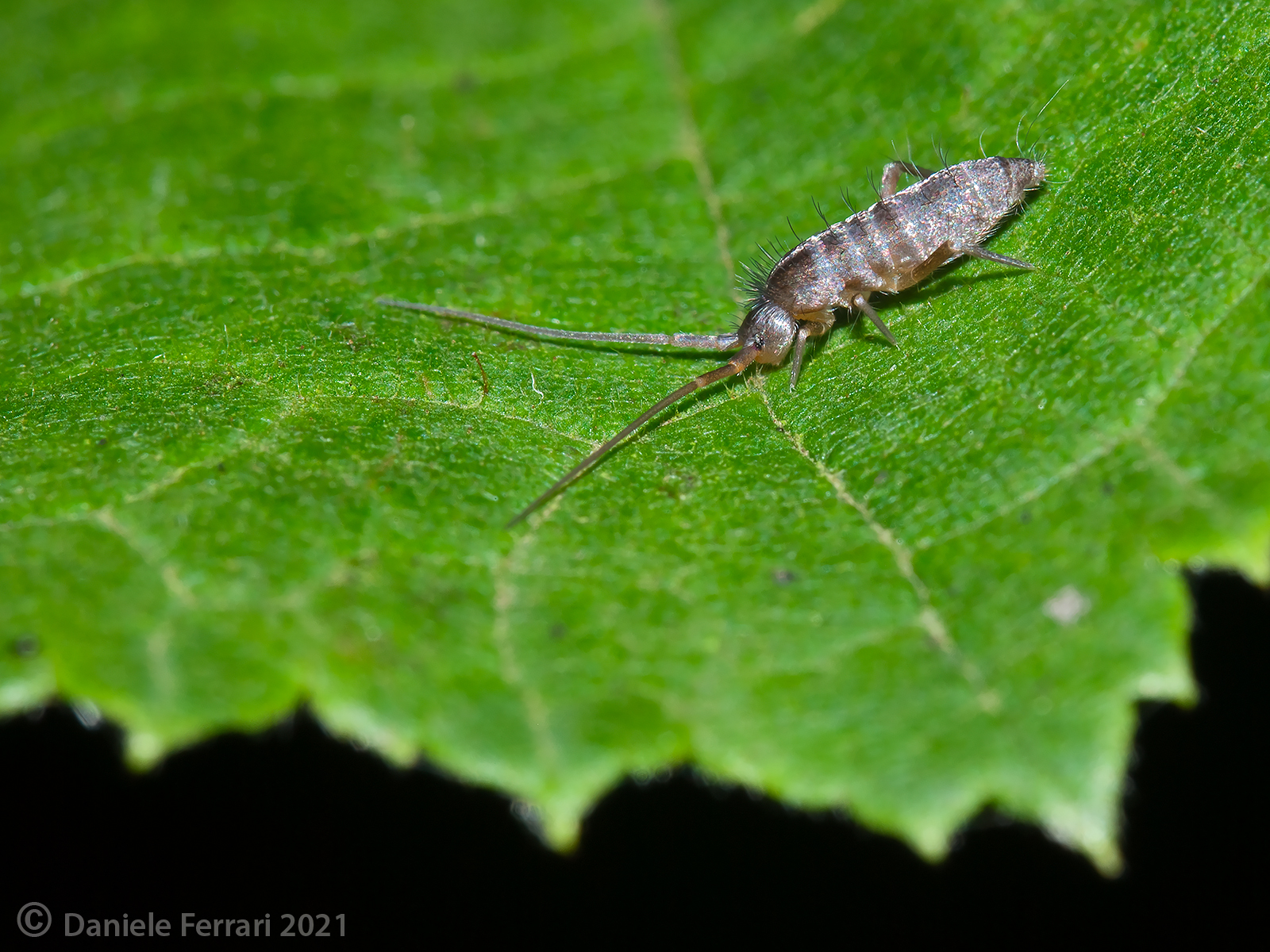 Pogonognathellus longicornis