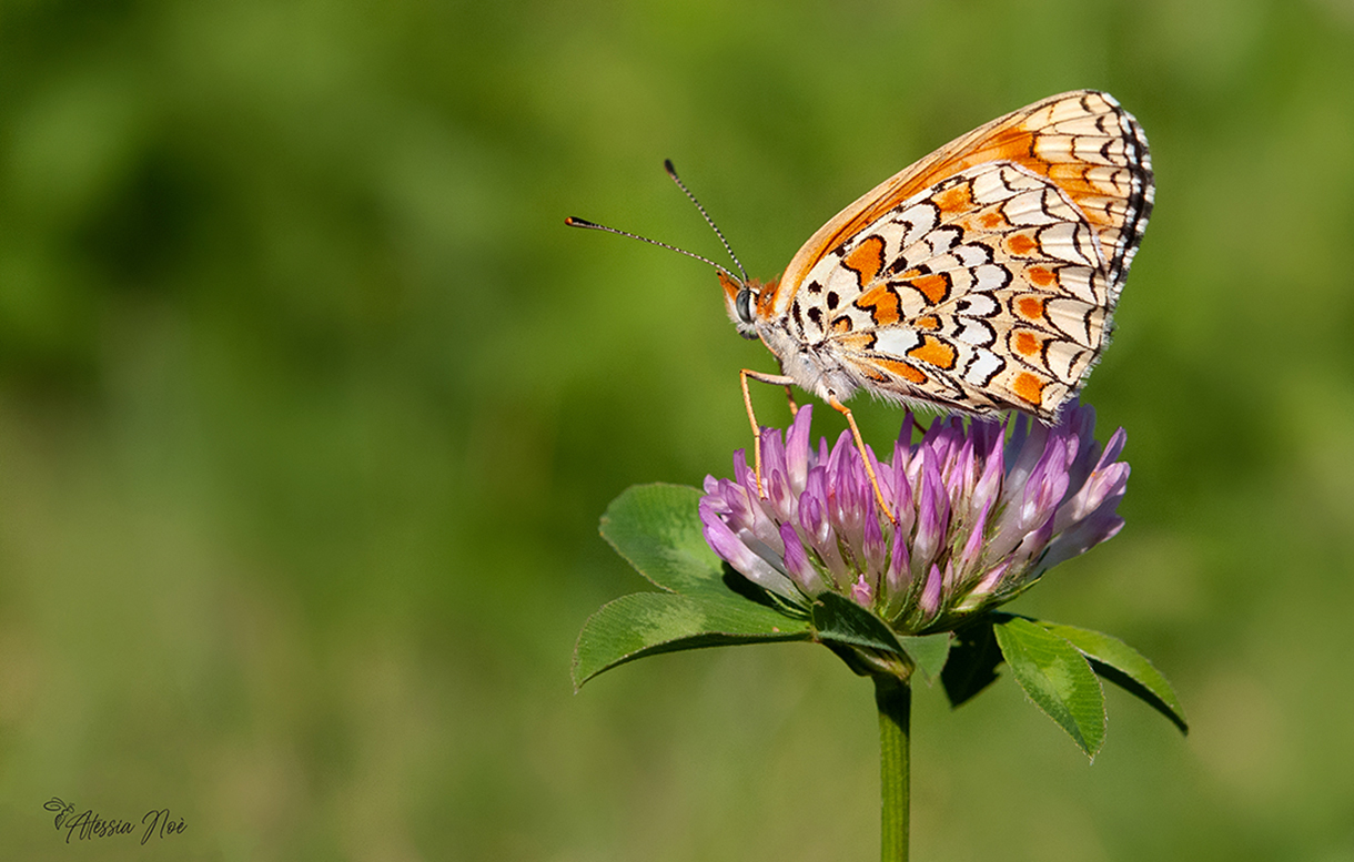 Melitaea phoebe