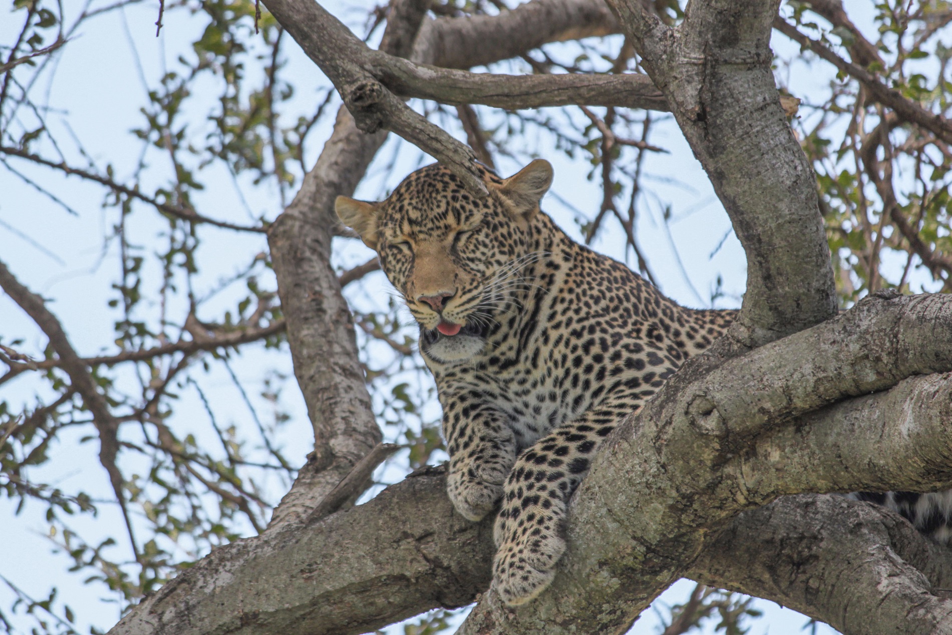 Inguaribile dormiglione