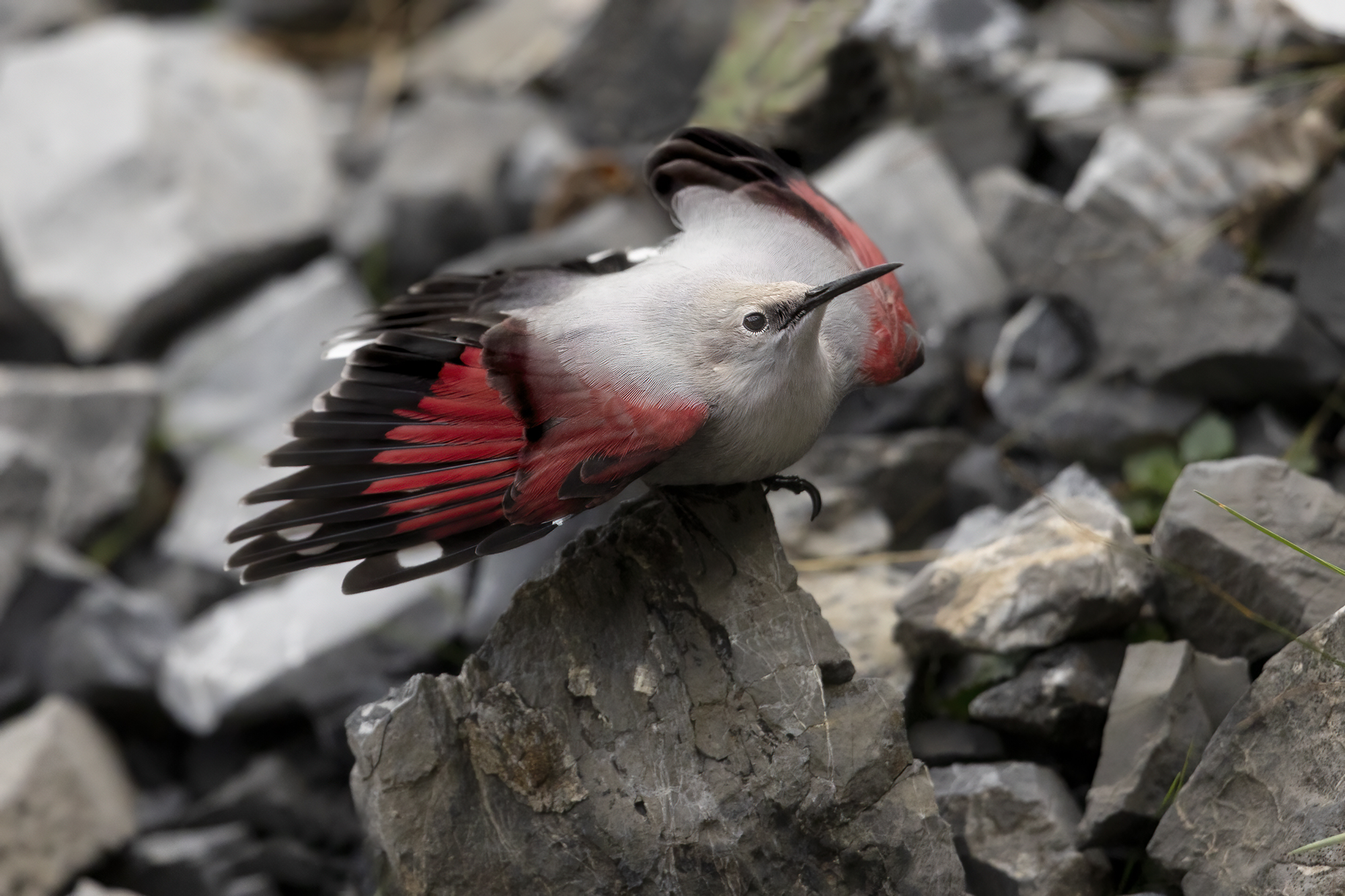 in punta di roccia, picchio muraiolo
