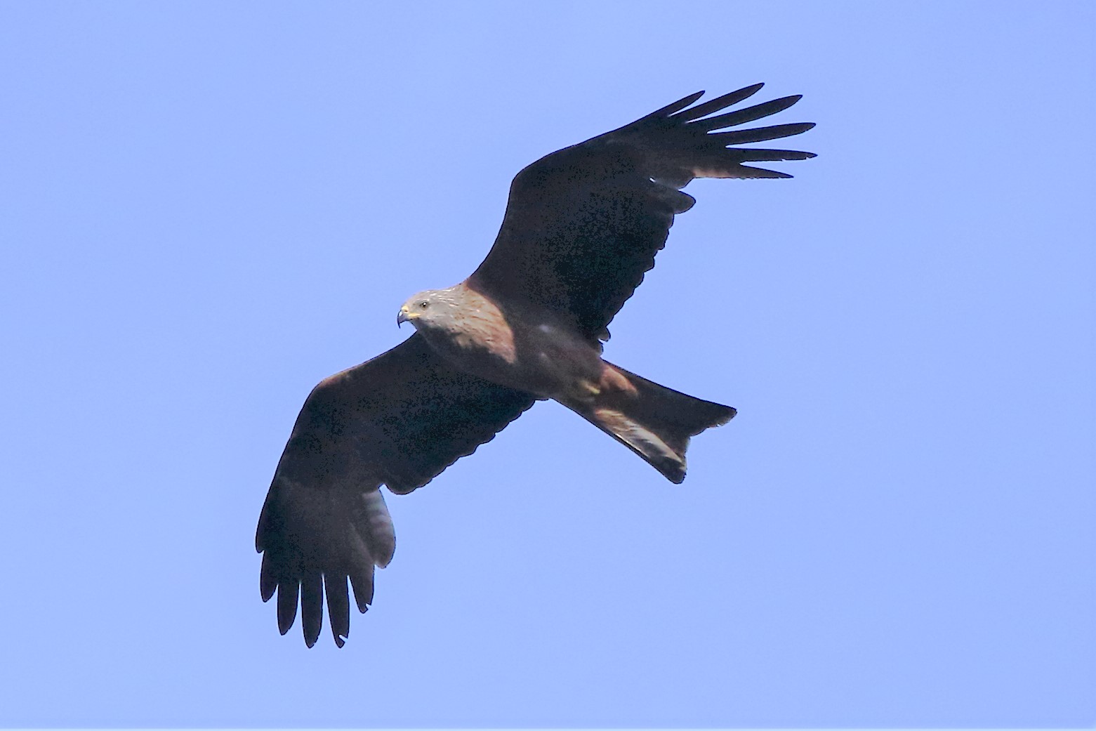Black kite