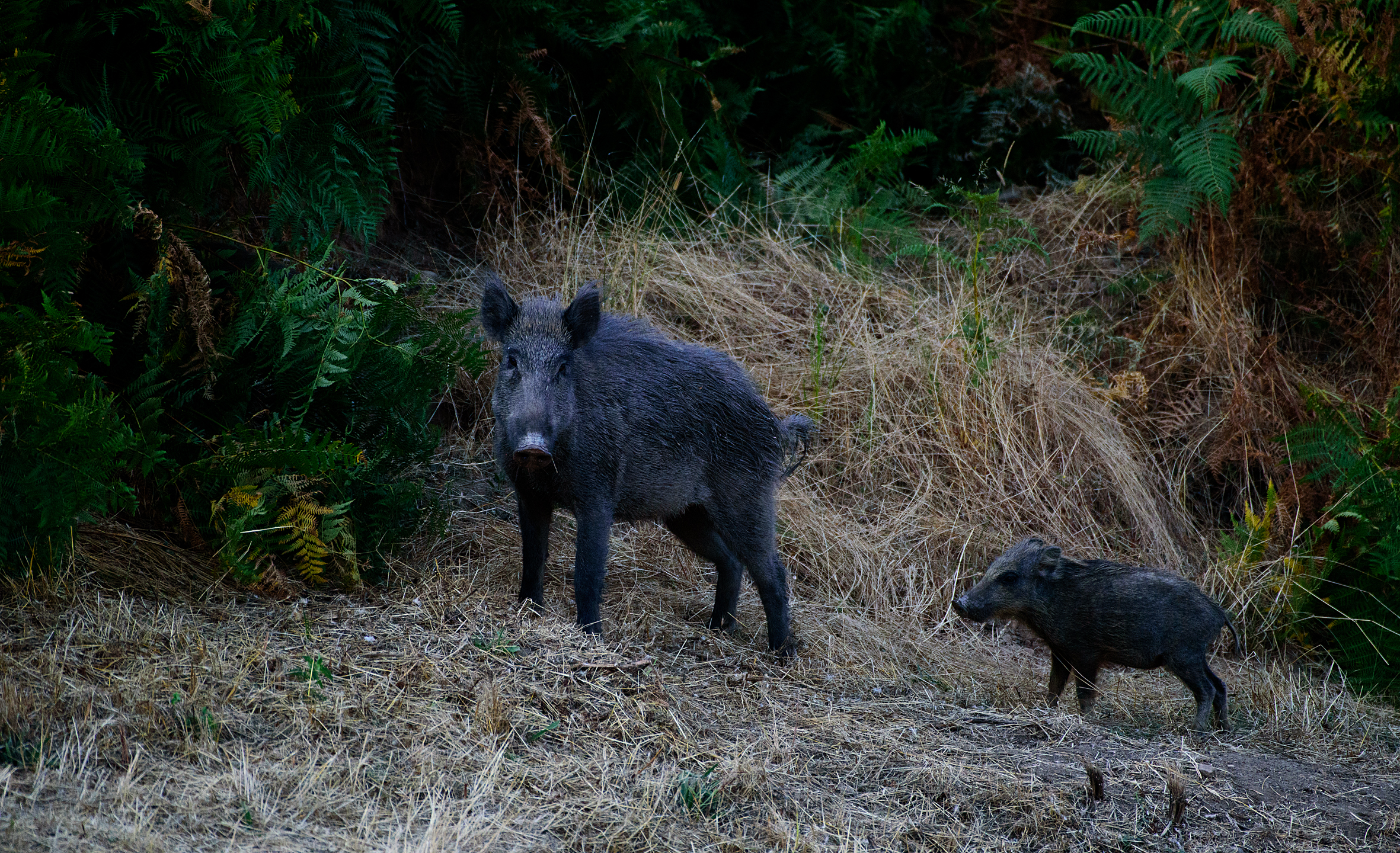 Mother and Son (Wild Boars)