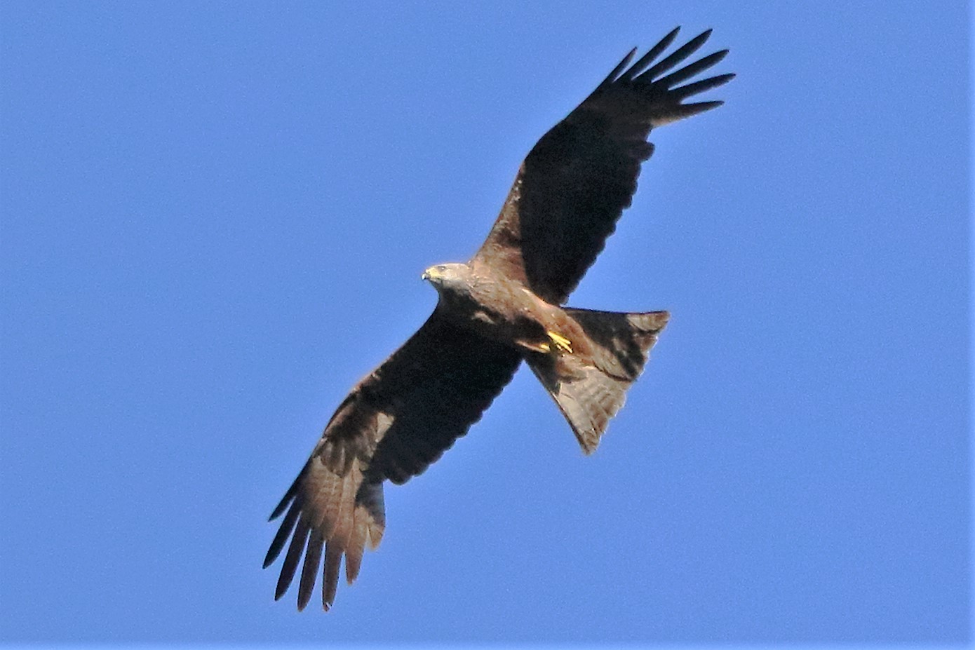 Black kite