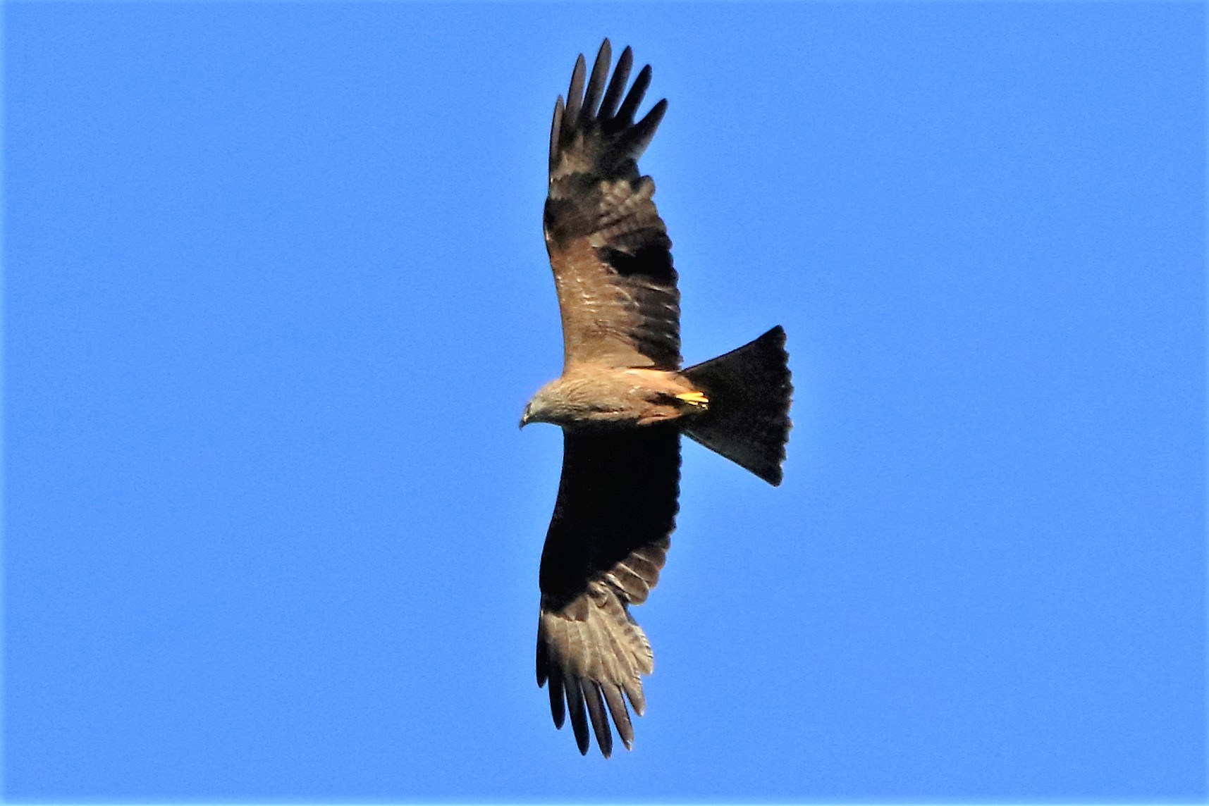 Black kite