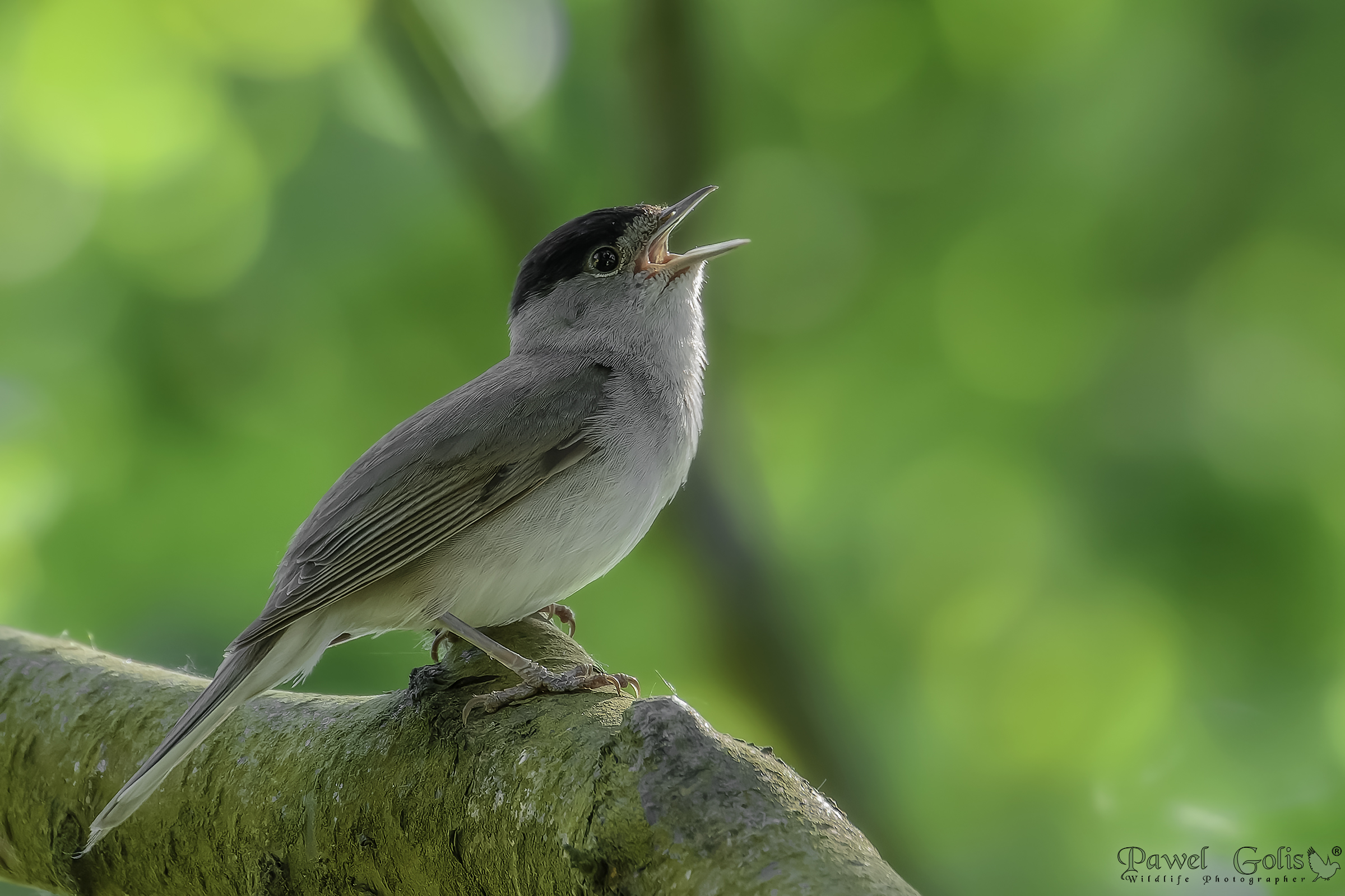 Capinera eurasiatica (Sylvia atricapilla)