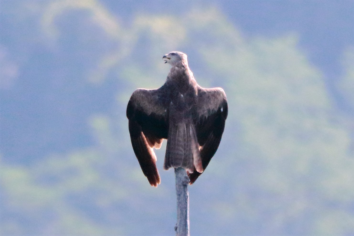 Brown kite perched