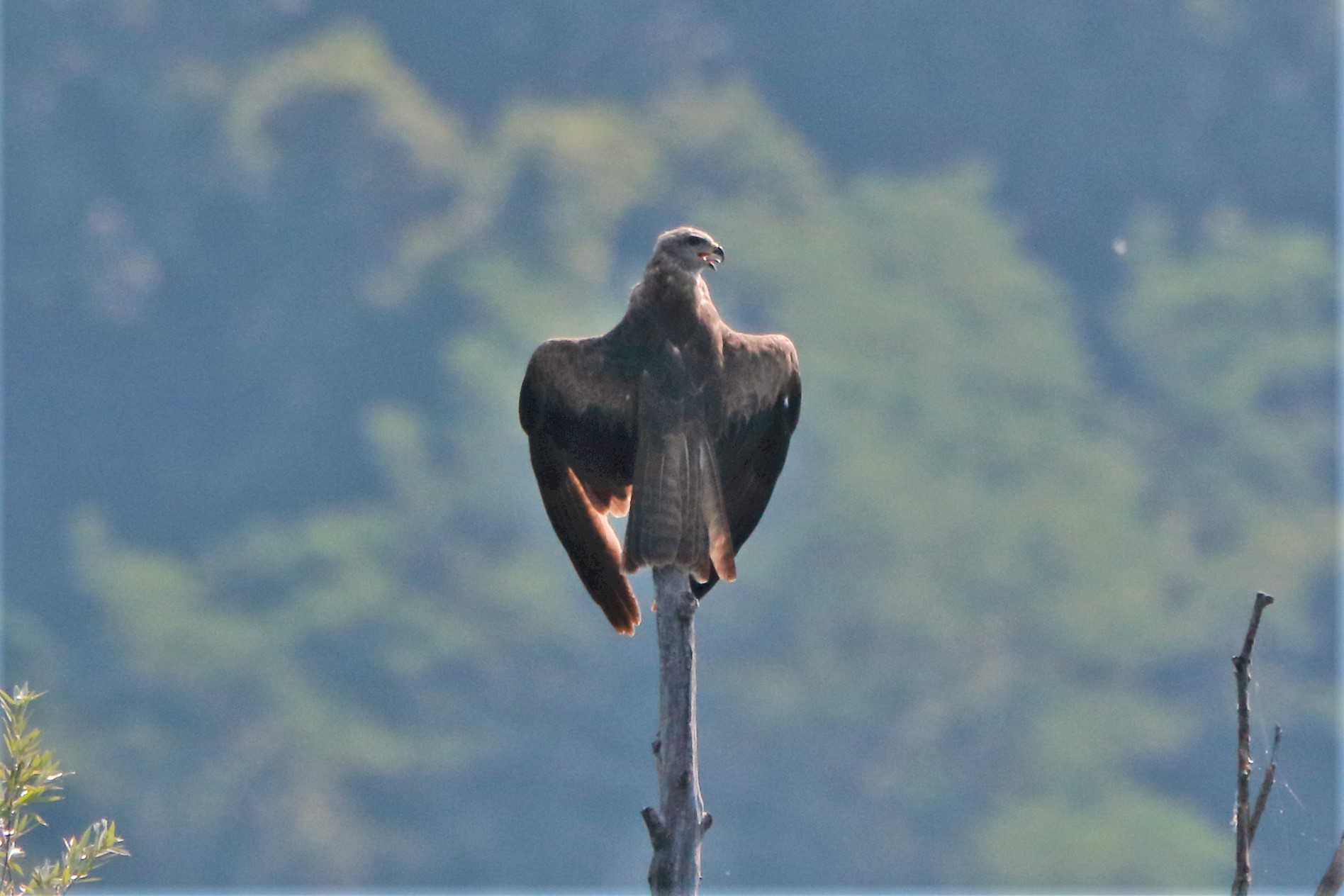 Brown kite perched