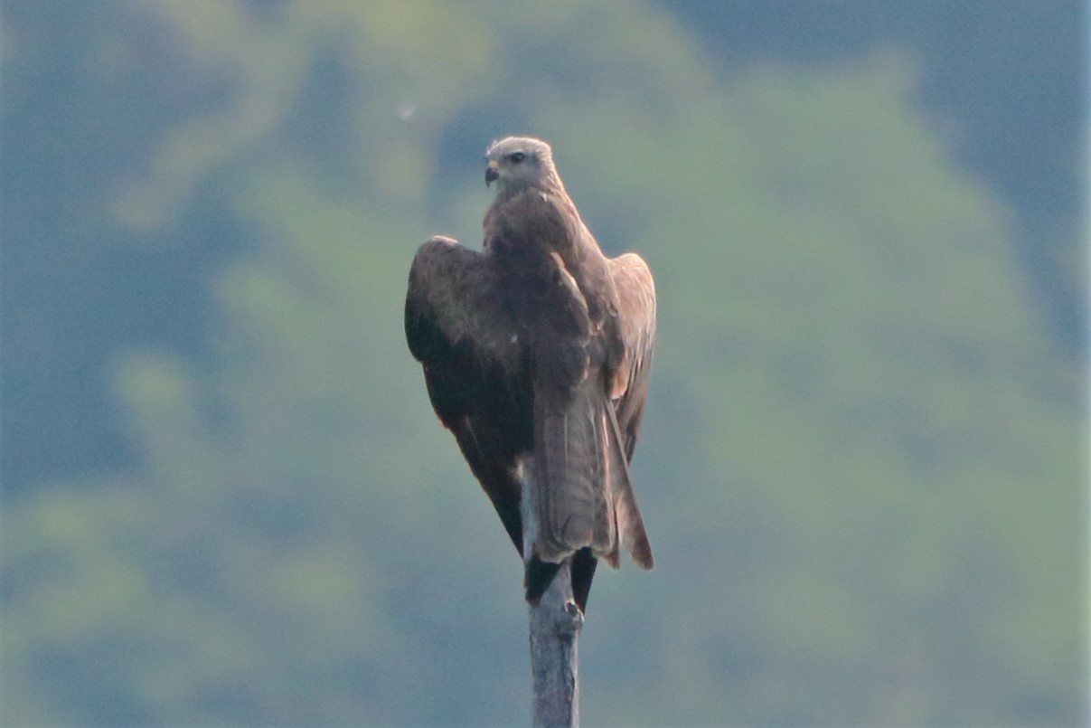 Brown kite perched