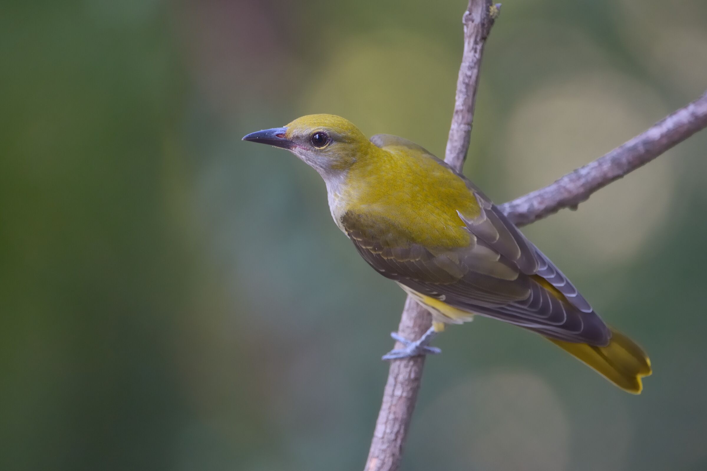 Oriolus (Oriolus oriolus)